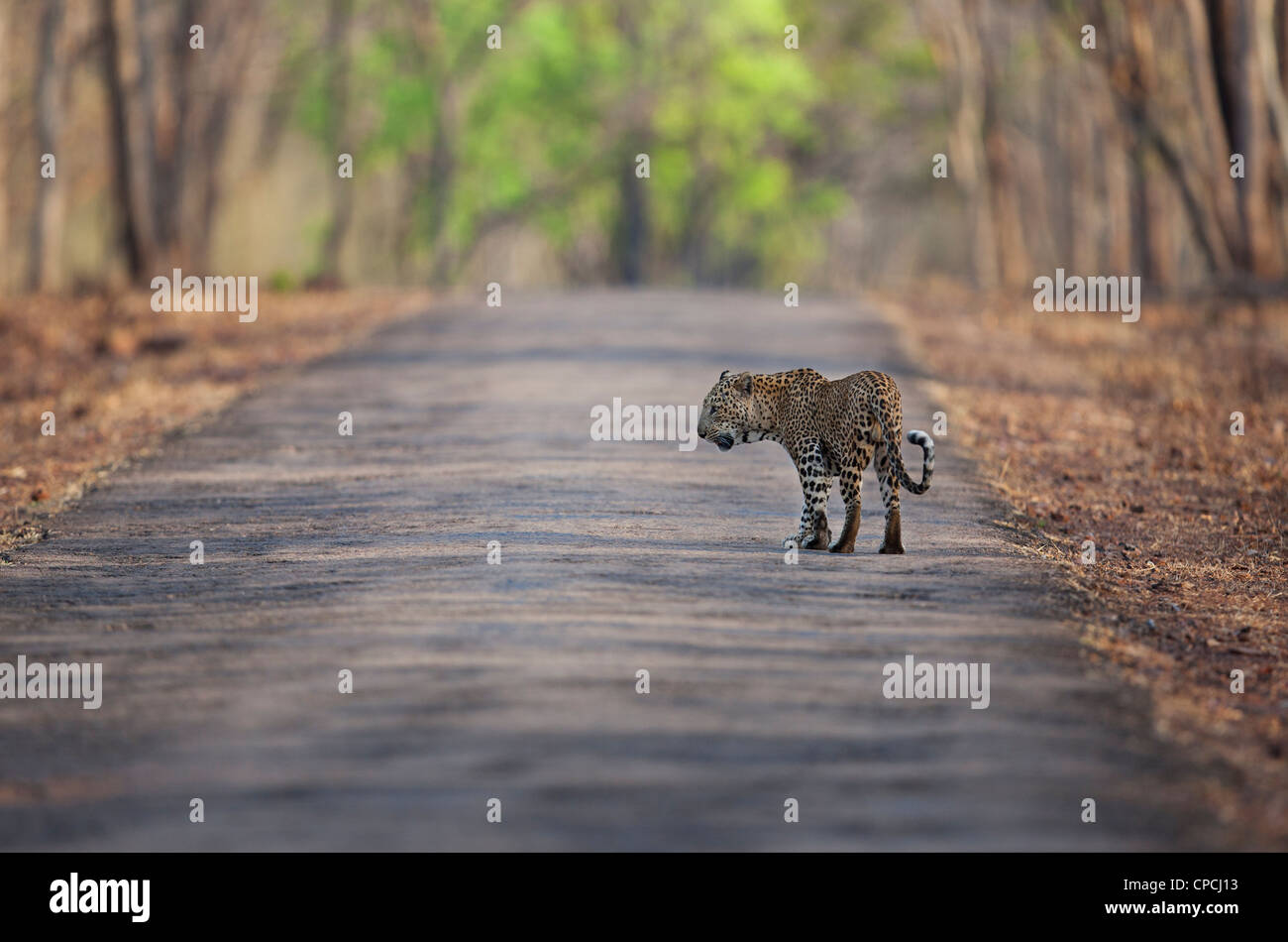 Leopard passeggiate nella foresta di Tadoba Andhari riserva della tigre. (Panthera pardus) Foto Stock