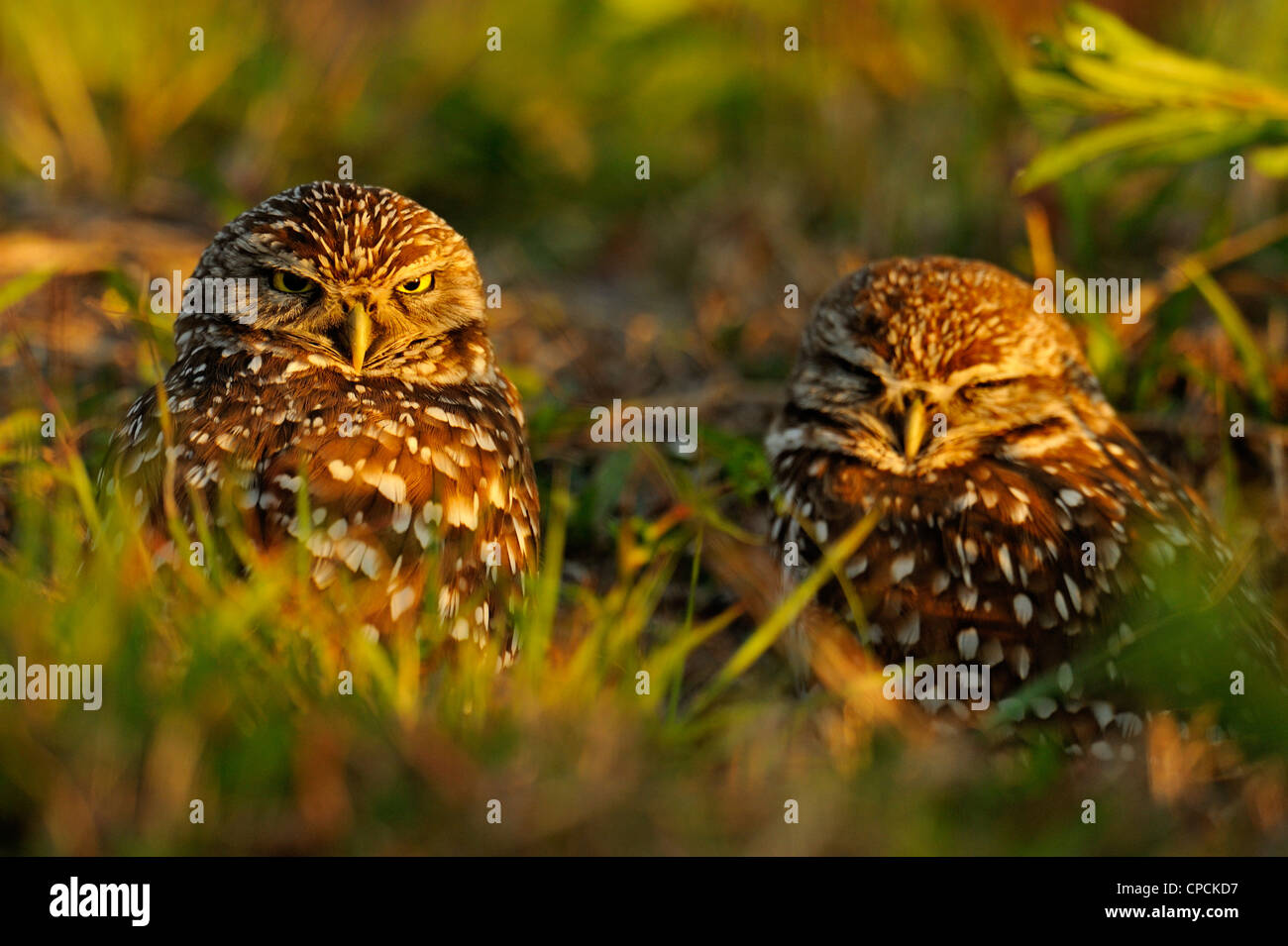 Scavando la civetta (Athene cunicularia) Adulti vicino a nido in zona residenziale, Cape Coral, Florida, Stati Uniti d'America Foto Stock