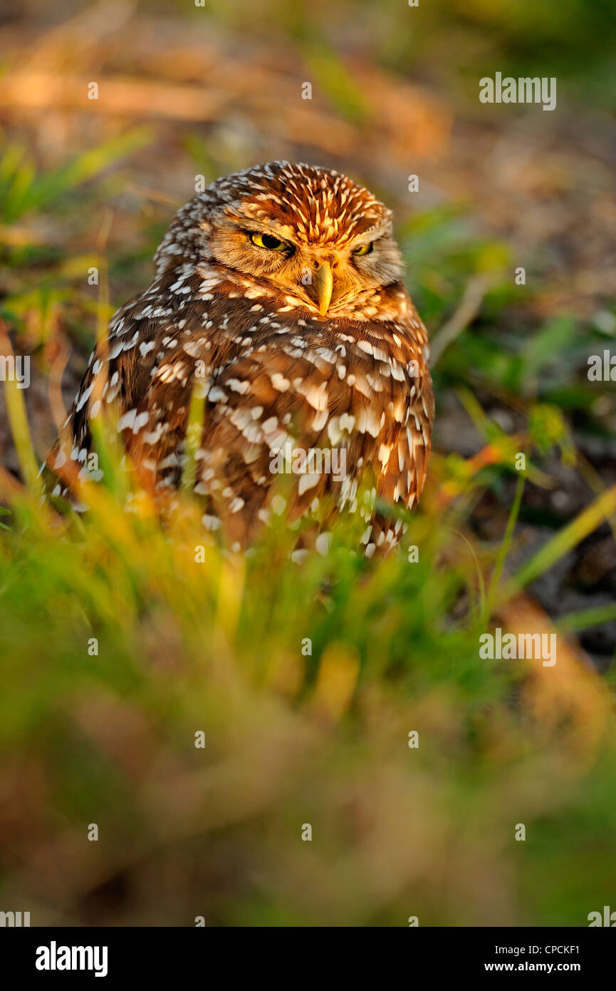 Scavando la civetta (Athene cunicularia) Adulti vicino a nido in zona residenziale, Cape Coral, Florida, Stati Uniti d'America Foto Stock