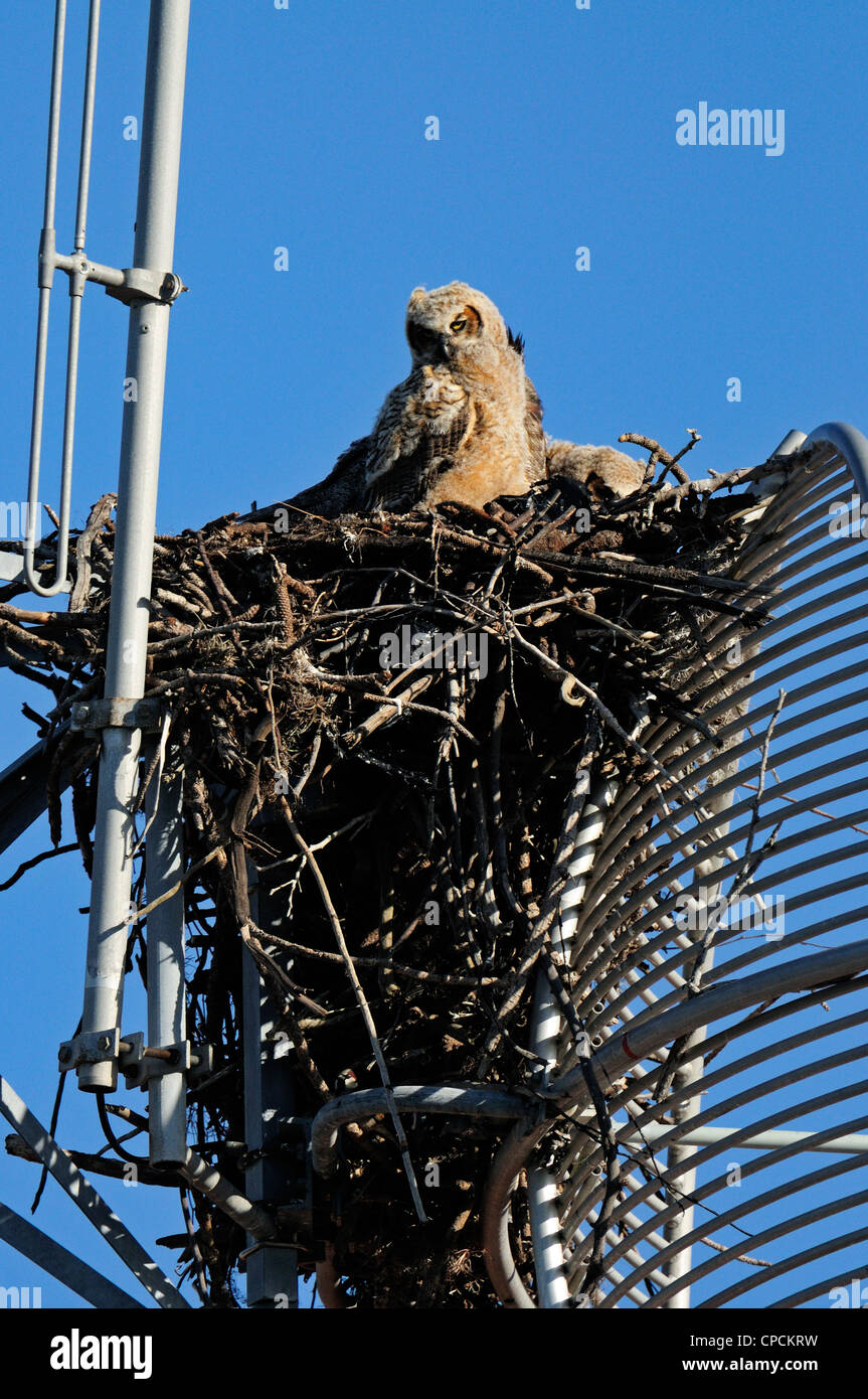 Grande gufo cornuto (Bubo virgianus) giovani nel nido, Venezia, Florida, Stati Uniti d'America Foto Stock