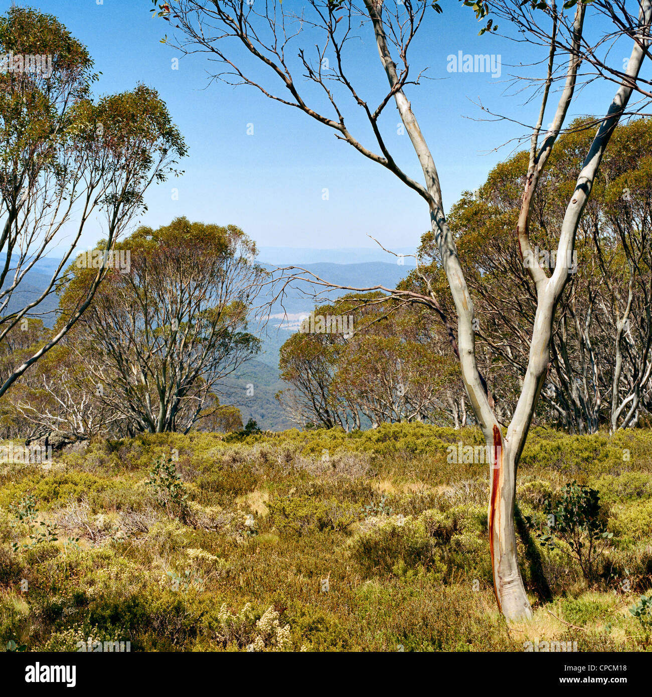 Neve e gomma scrubby vegetazione in alta Vittoriano Paese Australia Foto Stock