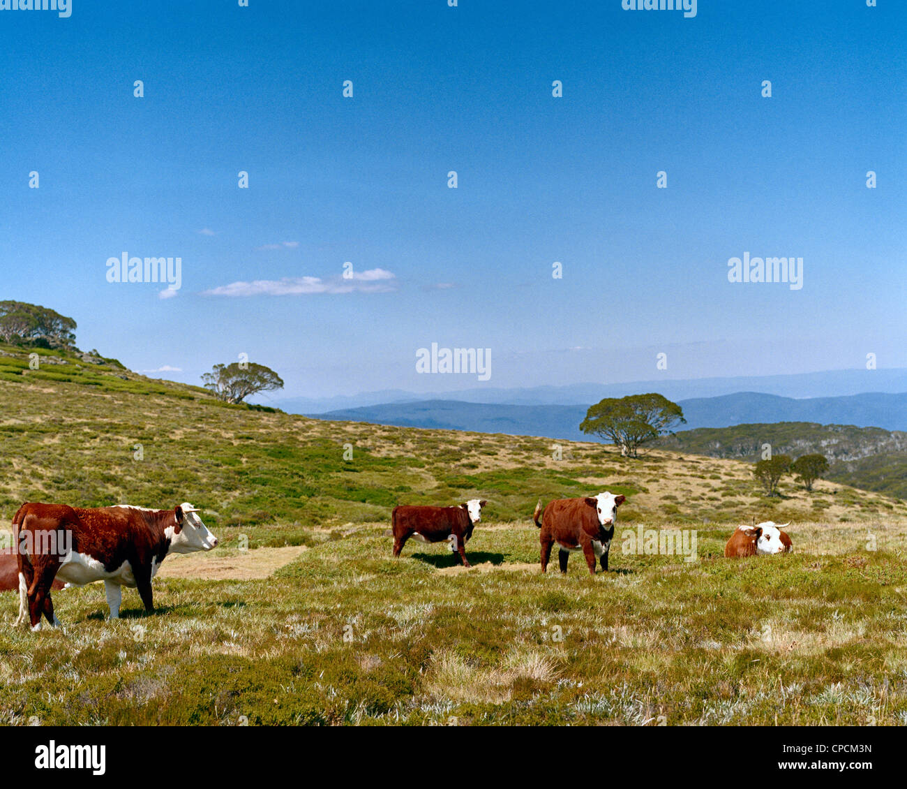 Hereford bestiame in Alta Vittoriano Paese Australia Foto Stock