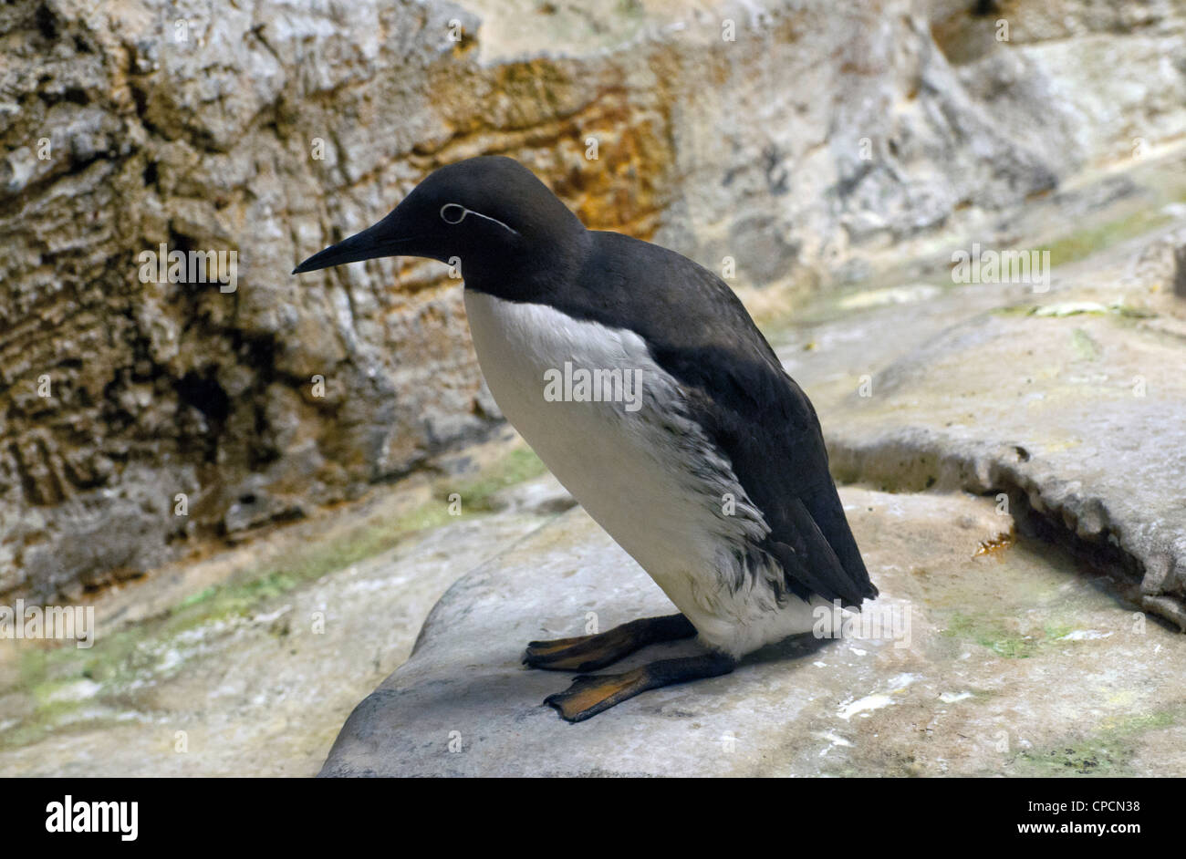 Un comune Guillemot. Foto Stock