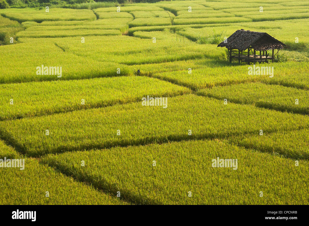 Elk208-3410 Thailandia, Mae Hong Son, area Mok Chom Pai, riso paesaggio paddi Foto Stock