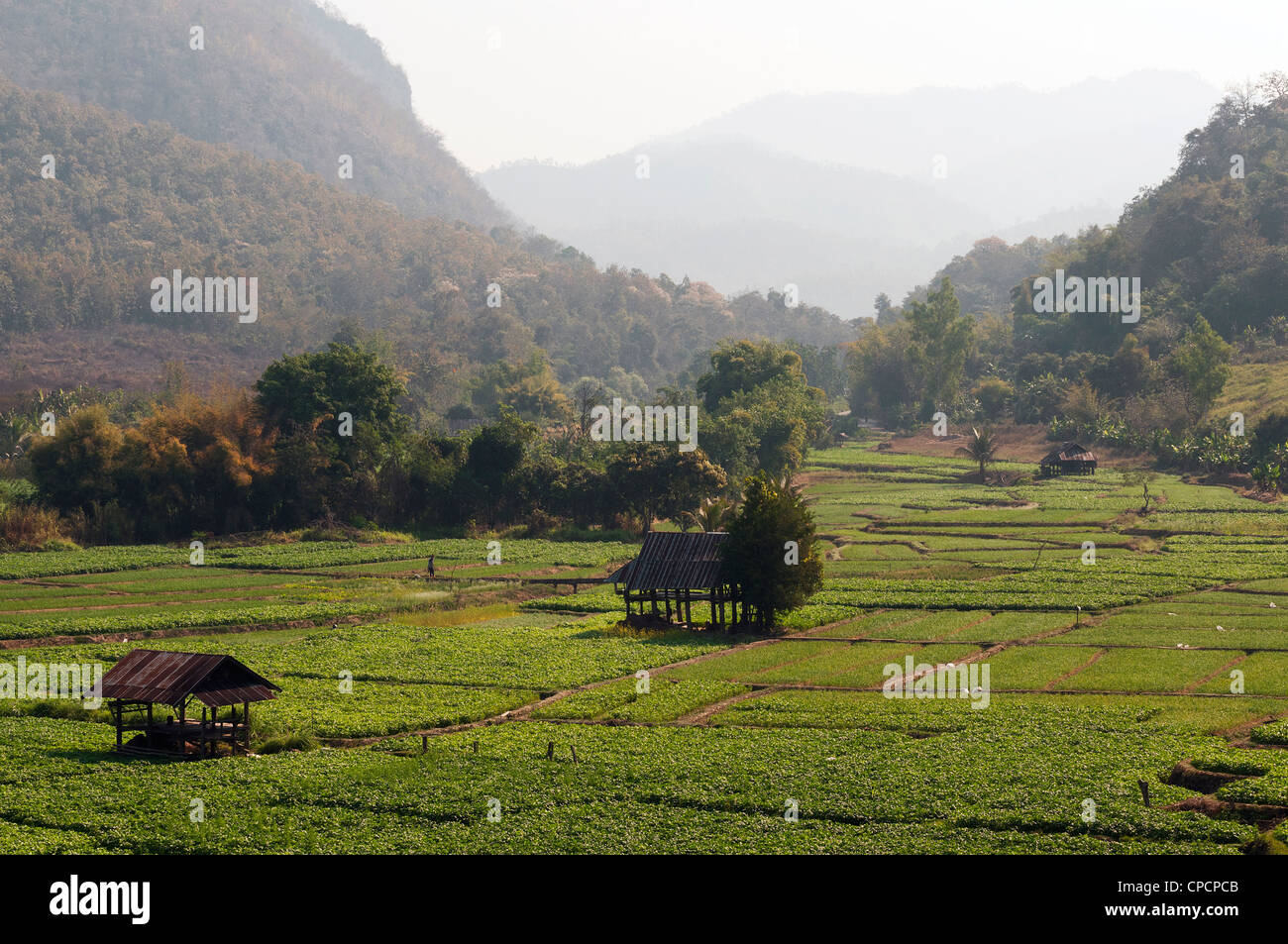 Elk208-3610 Thailandia, Mae Hong Son, area Huai Pha village, riso paddi paesaggio Foto Stock