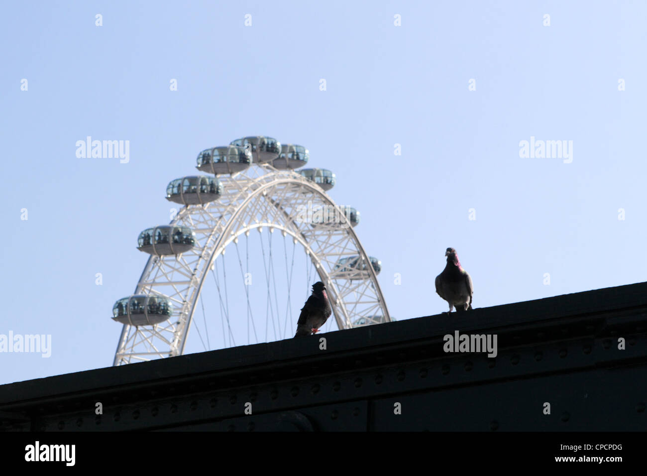 Il London Eye con un piccione in primo piano da Hungerford Bridge, Londra, Inghilterra, Regno Unito. Foto Stock