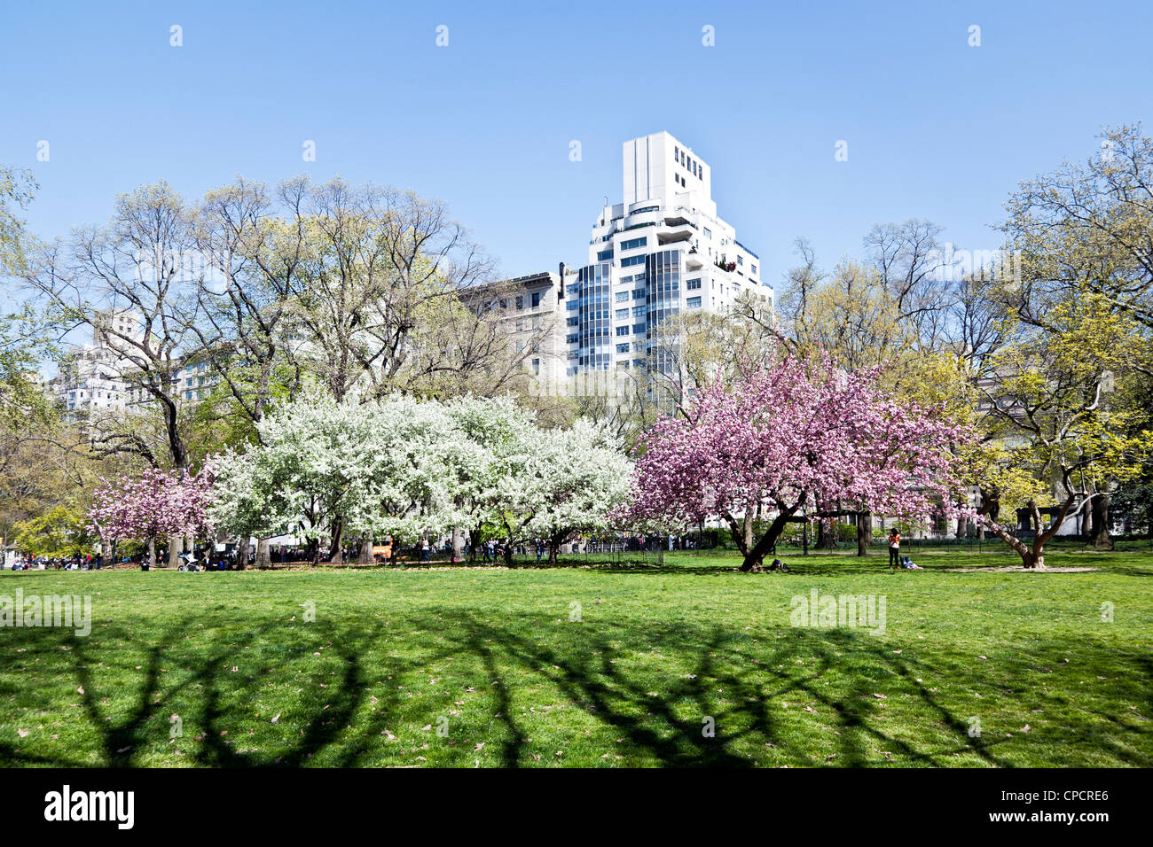 Fifth Avenue skyline & reticolo della struttura di telaio di ombre fila di fioritura fioritura fioritura cherry & meli sul prato Est Foto Stock