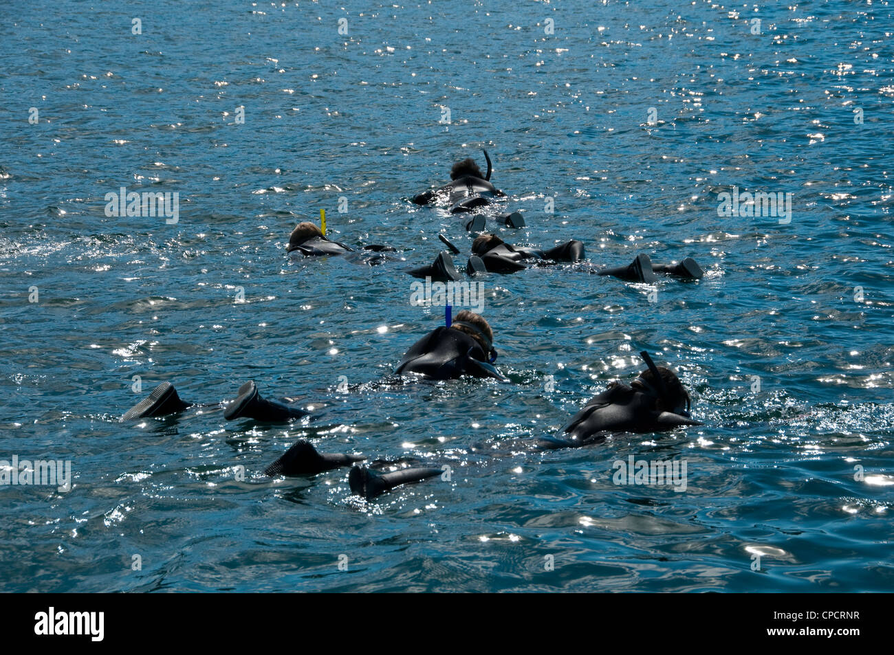 Nuova Zelanda Isola del Sud Picton, nuoto con i delfini su Avvistamento Delfini ecoturistici mentre lo snorkeling in Marlborough Sounds. Foto Stock