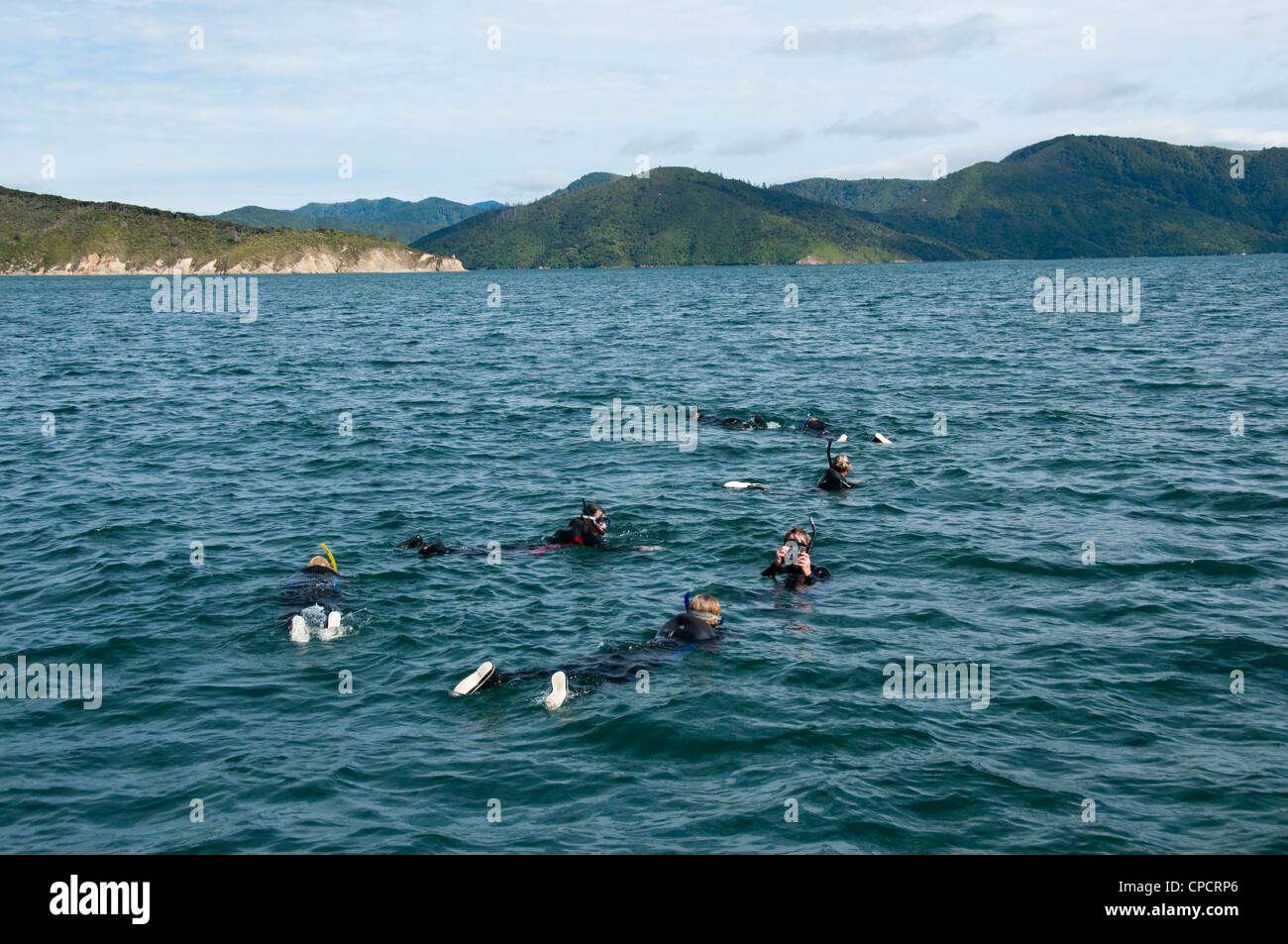 Nuova Zelanda Isola del Sud Picton, nuoto con i delfini su Avvistamento Delfini ecoturistici mentre lo snorkeling in Marlborough Sounds. Foto Stock