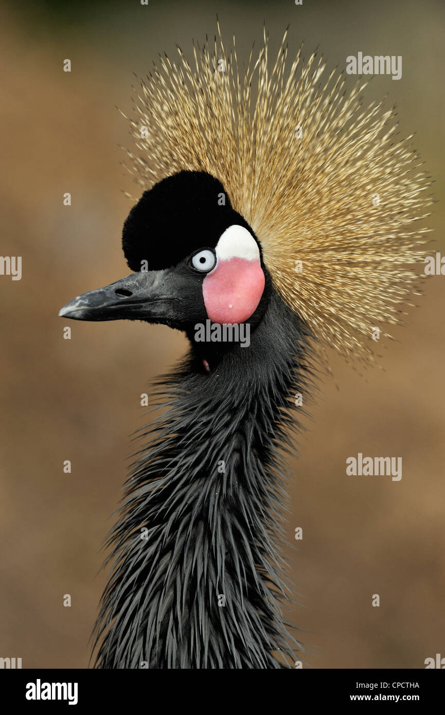 West African Crowned Crane (pavonina Balearica pavonina), il coccodrillo fattoria, Sant'Agostino, Florida, Stati Uniti d'America Foto Stock