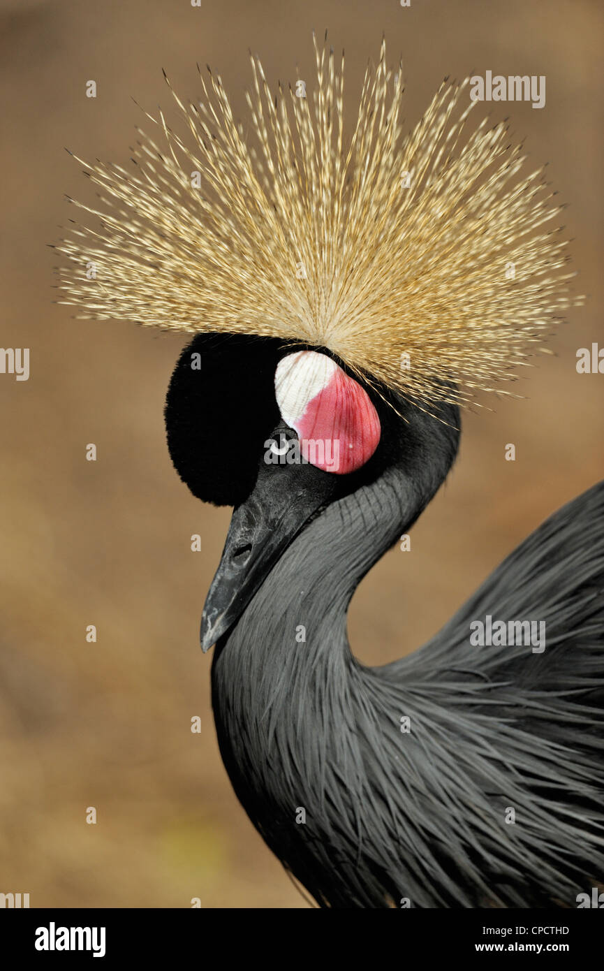 West African Crowned Crane (pavonina Balearica pavonina), il coccodrillo fattoria, Sant'Agostino, Florida, Stati Uniti d'America Foto Stock