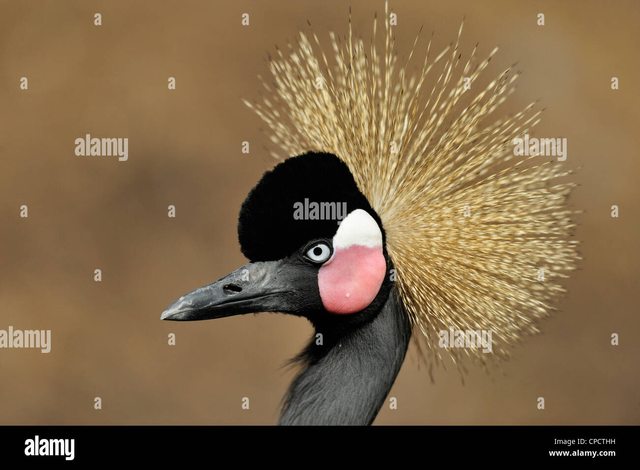 West African Crowned Crane (pavonina Balearica pavonina), il coccodrillo fattoria, Sant'Agostino, Florida, Stati Uniti d'America Foto Stock