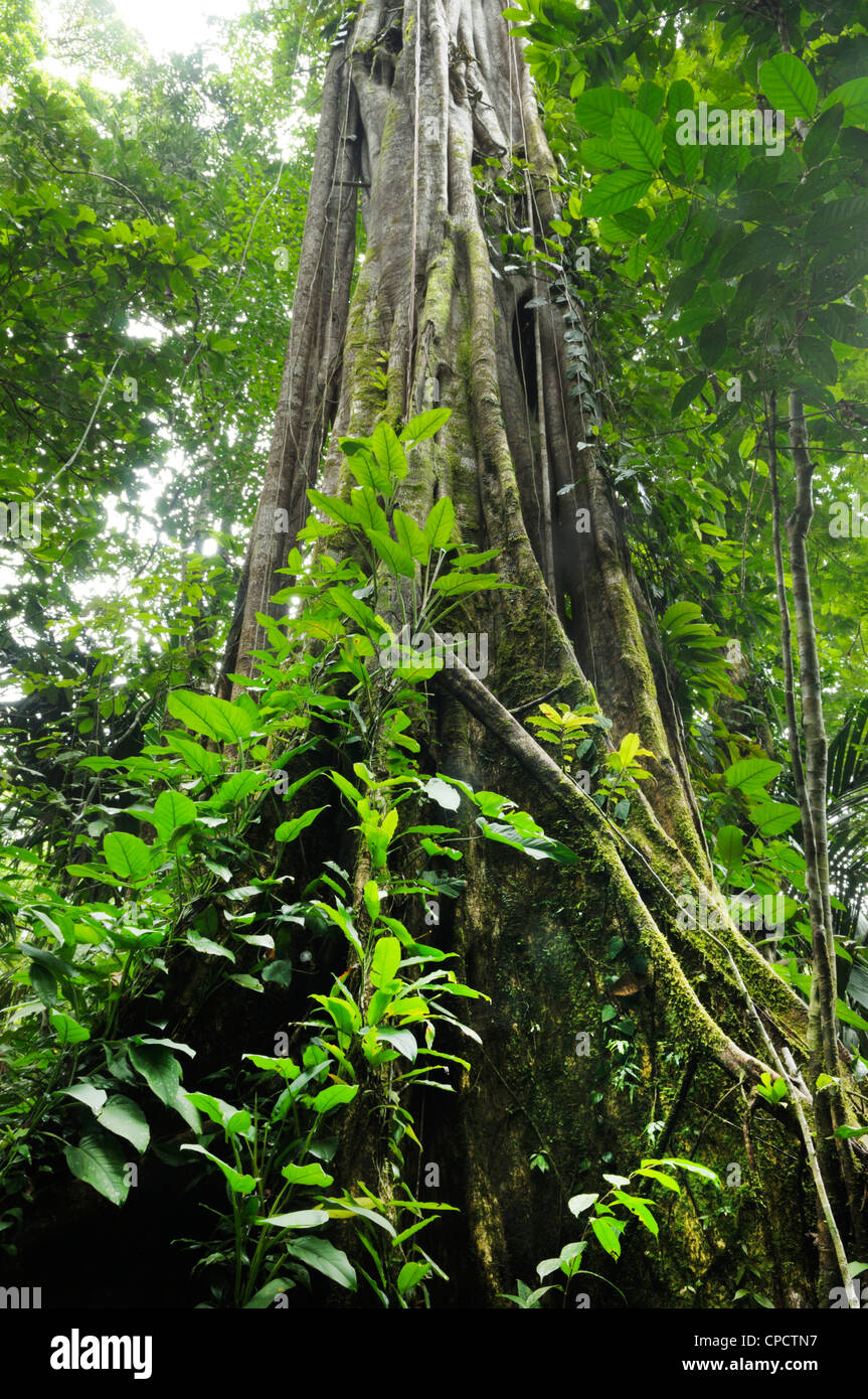 Pianura tropicale foresta pluviale con un strangler fig, Parco Nazionale di Tortuguero, Costa Rica Foto Stock