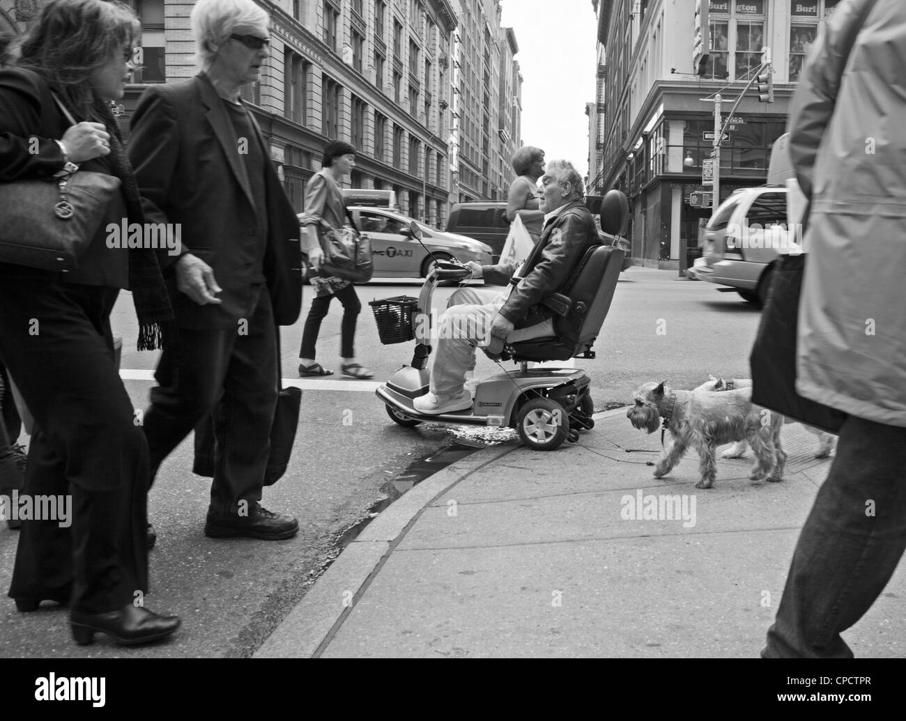 Un uomo in sedia a rotelle accompagna la sua 2 cani in Manhattan. Foto Stock