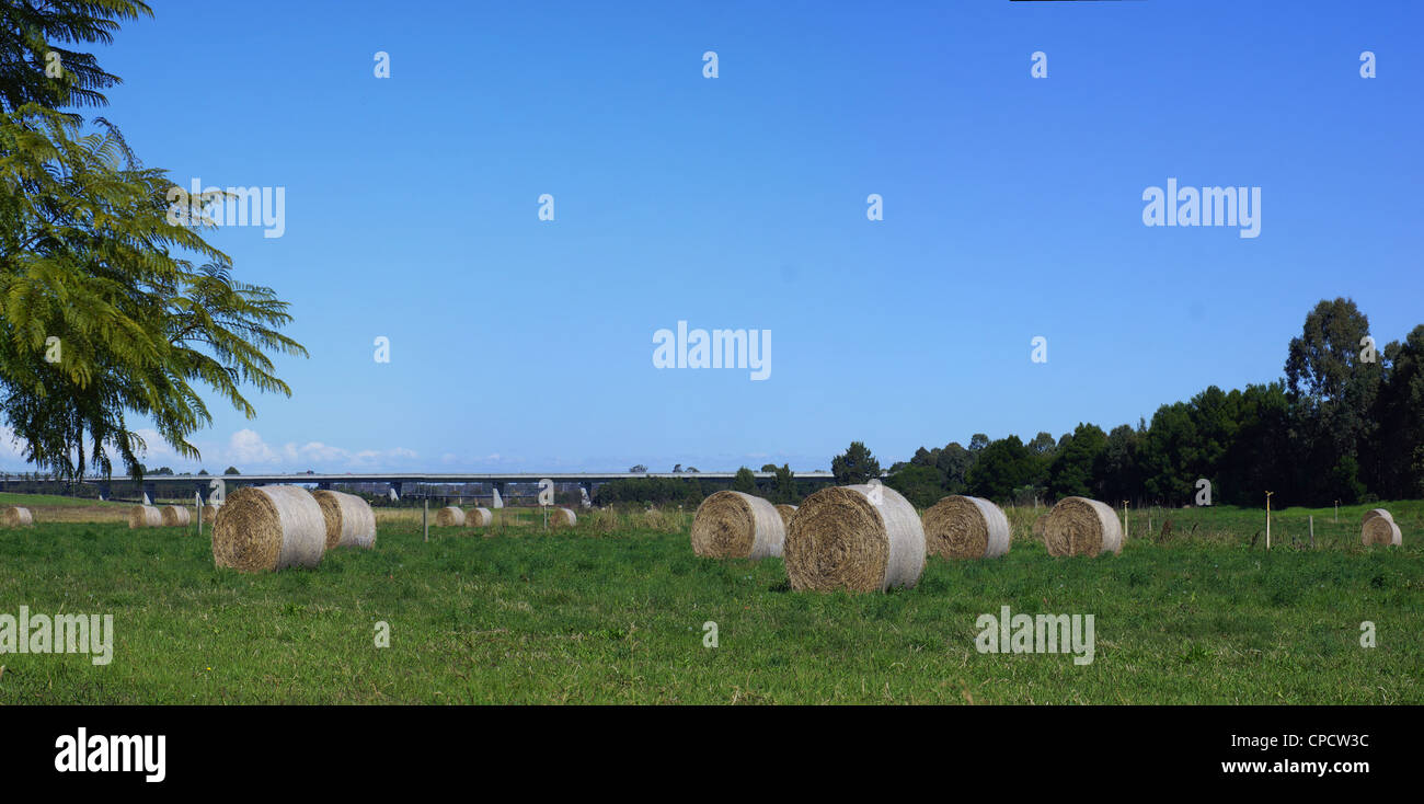 Bails fieno in campo - Panorama cucito Foto Stock