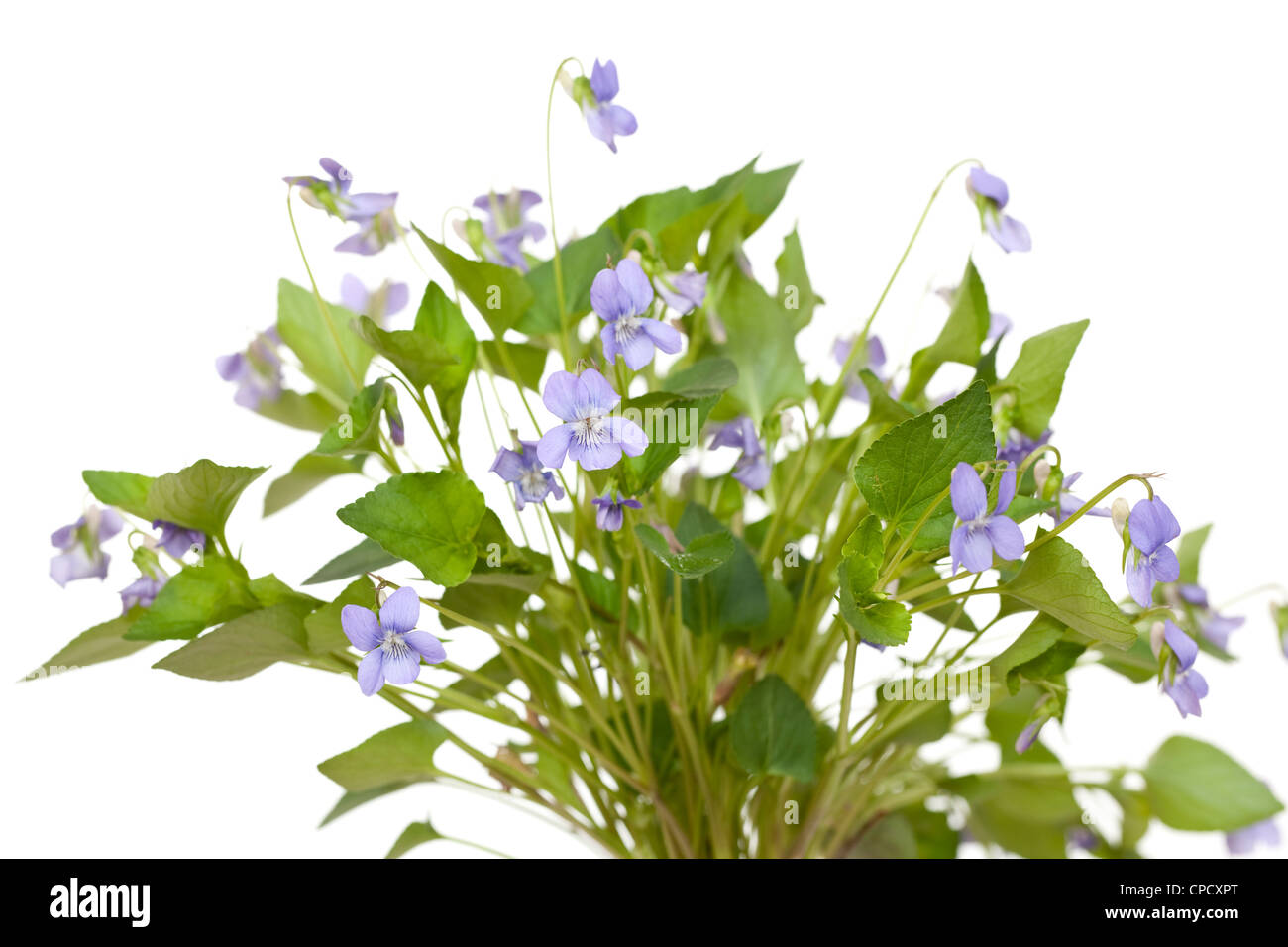 Cluster di porpora viola odorata su sfondo bianco Foto Stock