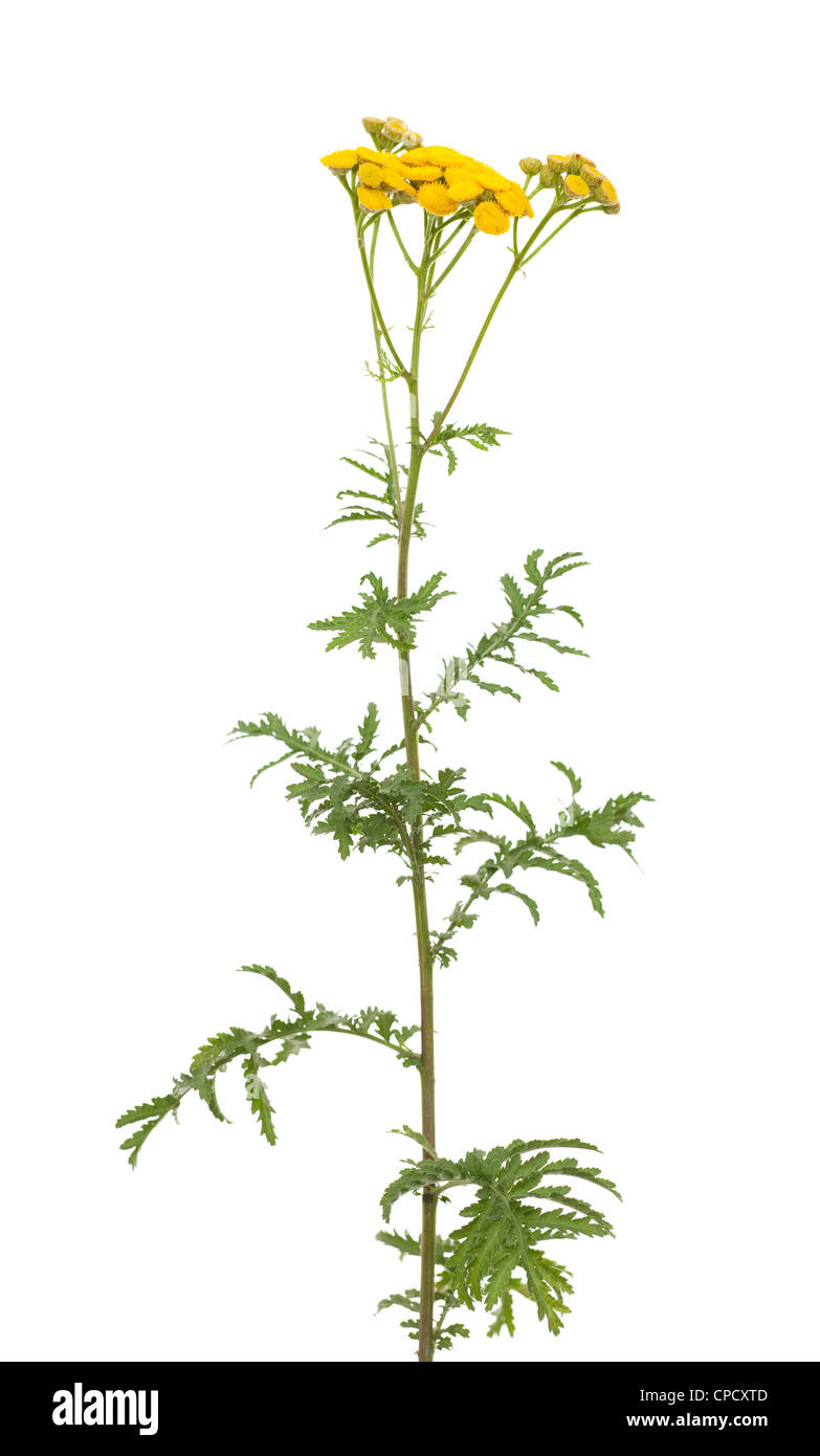 Infiorescenza giallo tansy(Tanacetum vulgare) su bianco Foto Stock