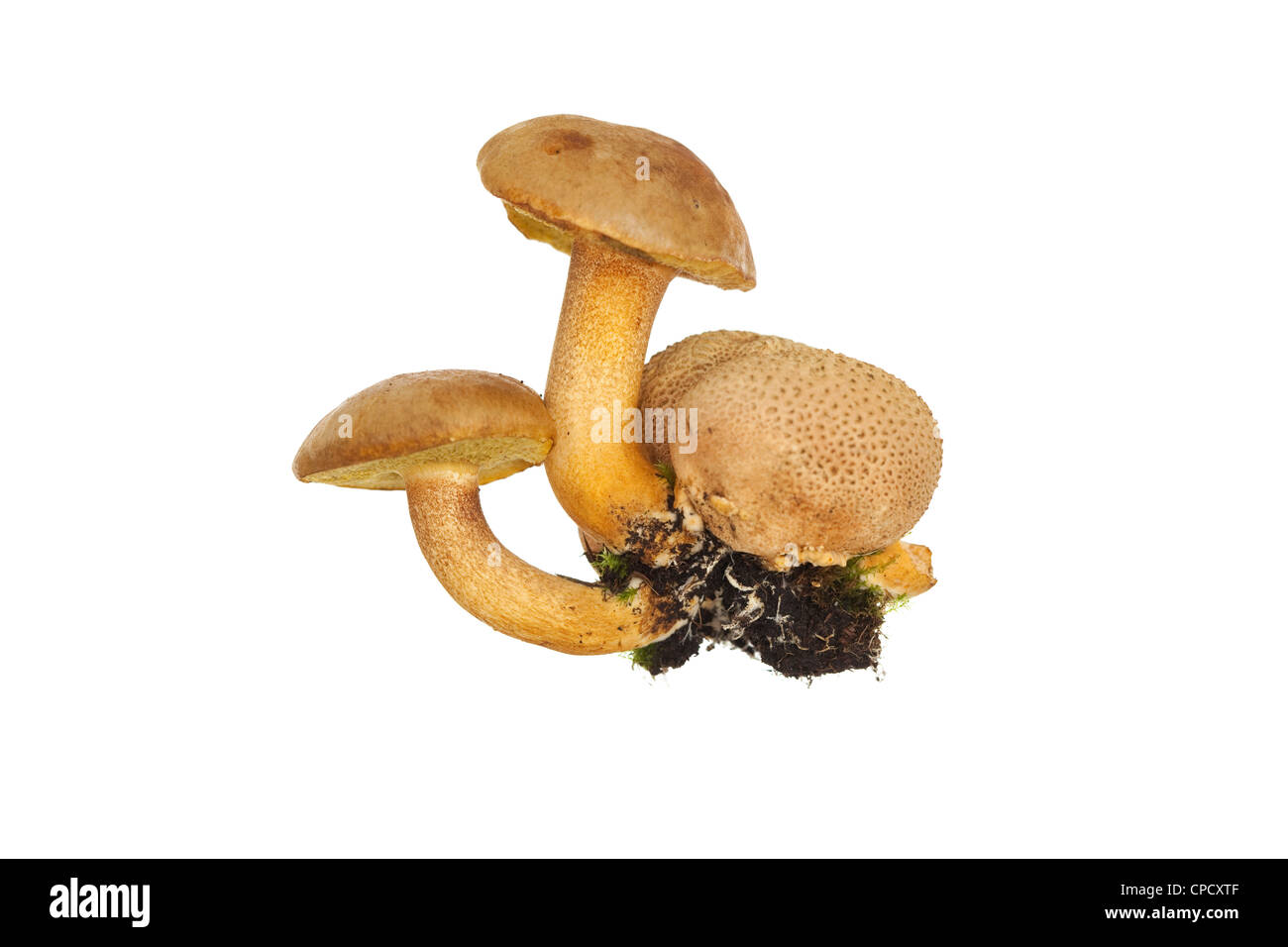 Fungo parassita (Xerocomus parasiticus)crescere su puffball Foto Stock