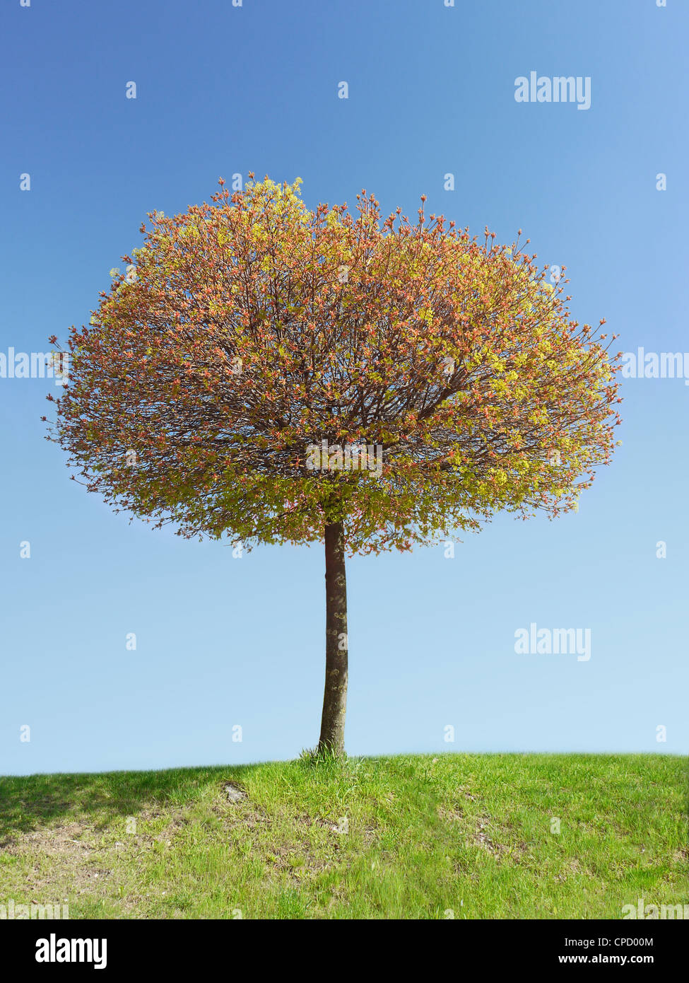 Bellissimo albero in fiore contro il cielo blu Foto Stock