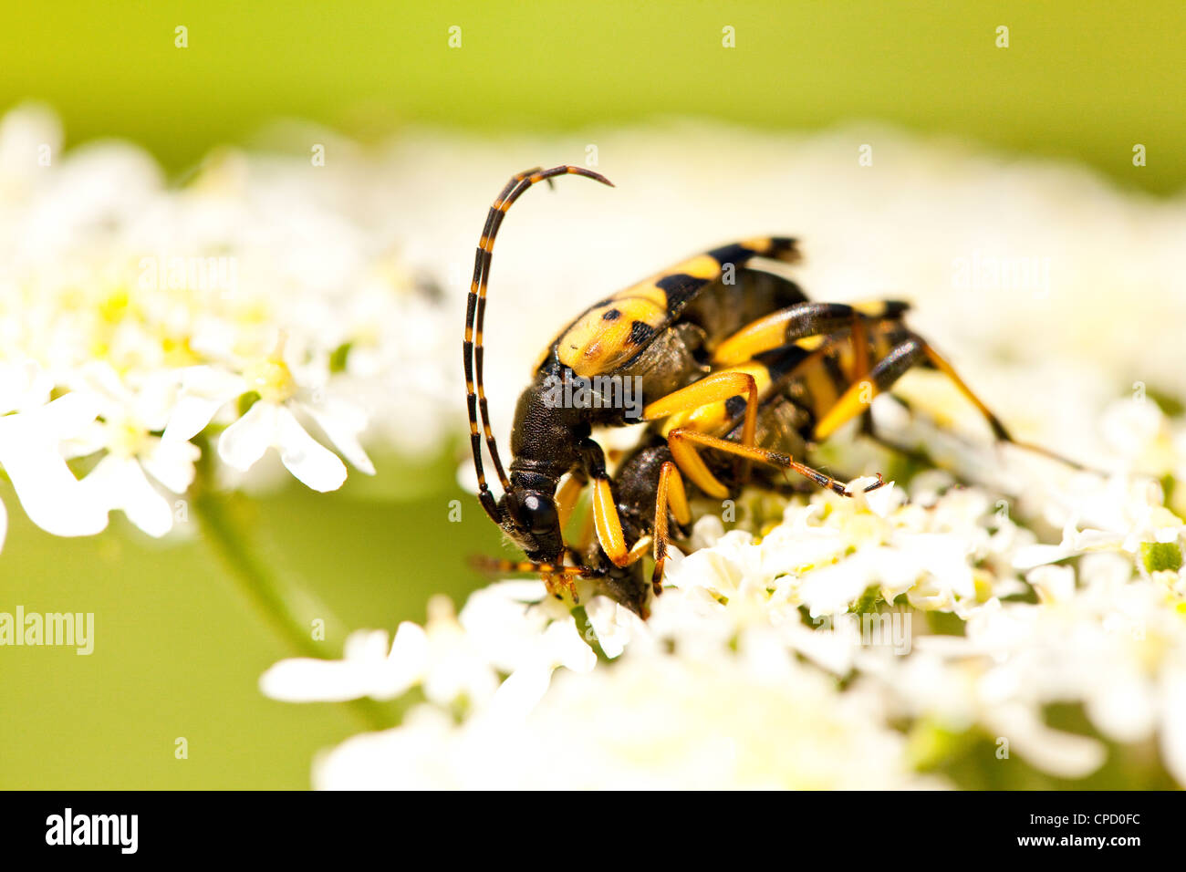 Wasp beetle ( Clytus arietis ) Foto Stock