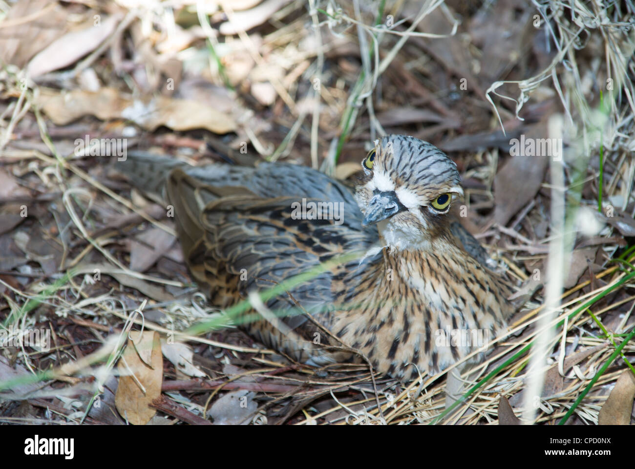 Bush Stone-Curlew (Burhinus grallarius) Foto Stock