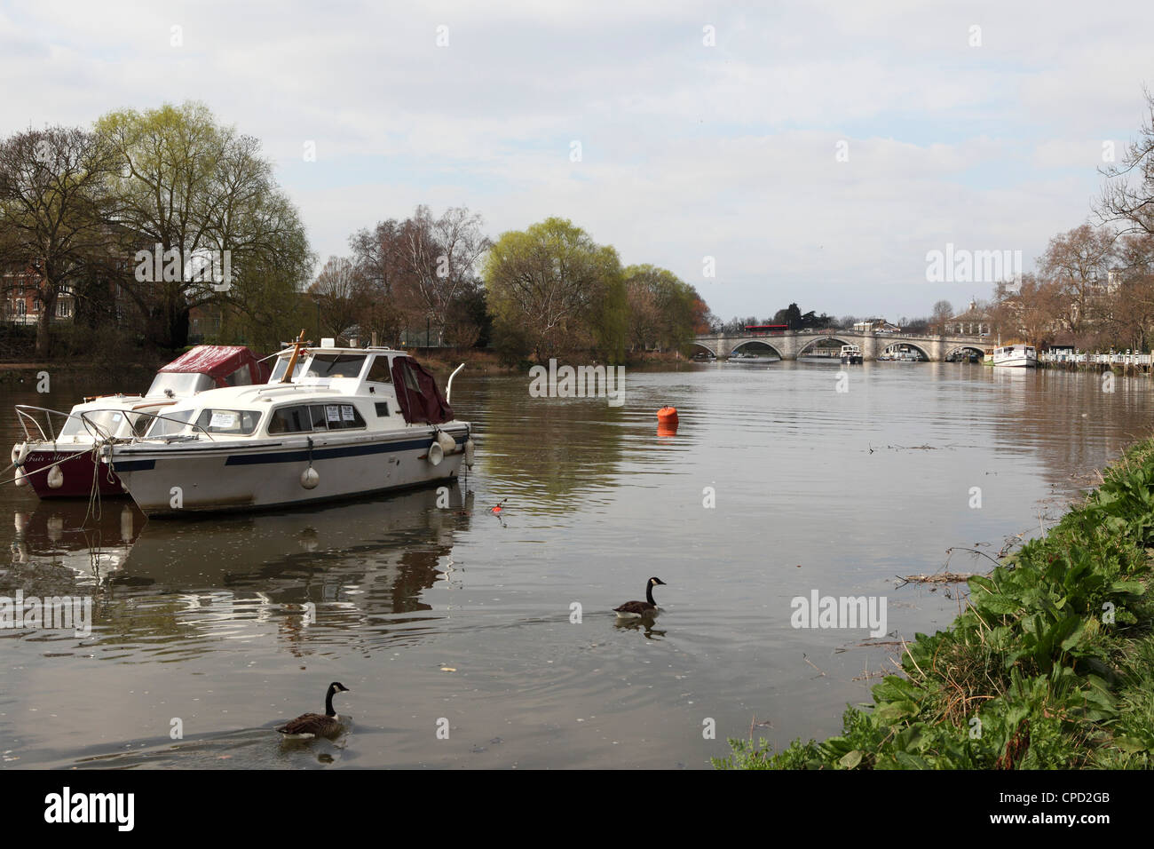 Barche e Oche del Canada sul Fiume Tamigi, attraversata da Richmond Bridge, Richmond, London, England, Regno Unito, Europa Foto Stock