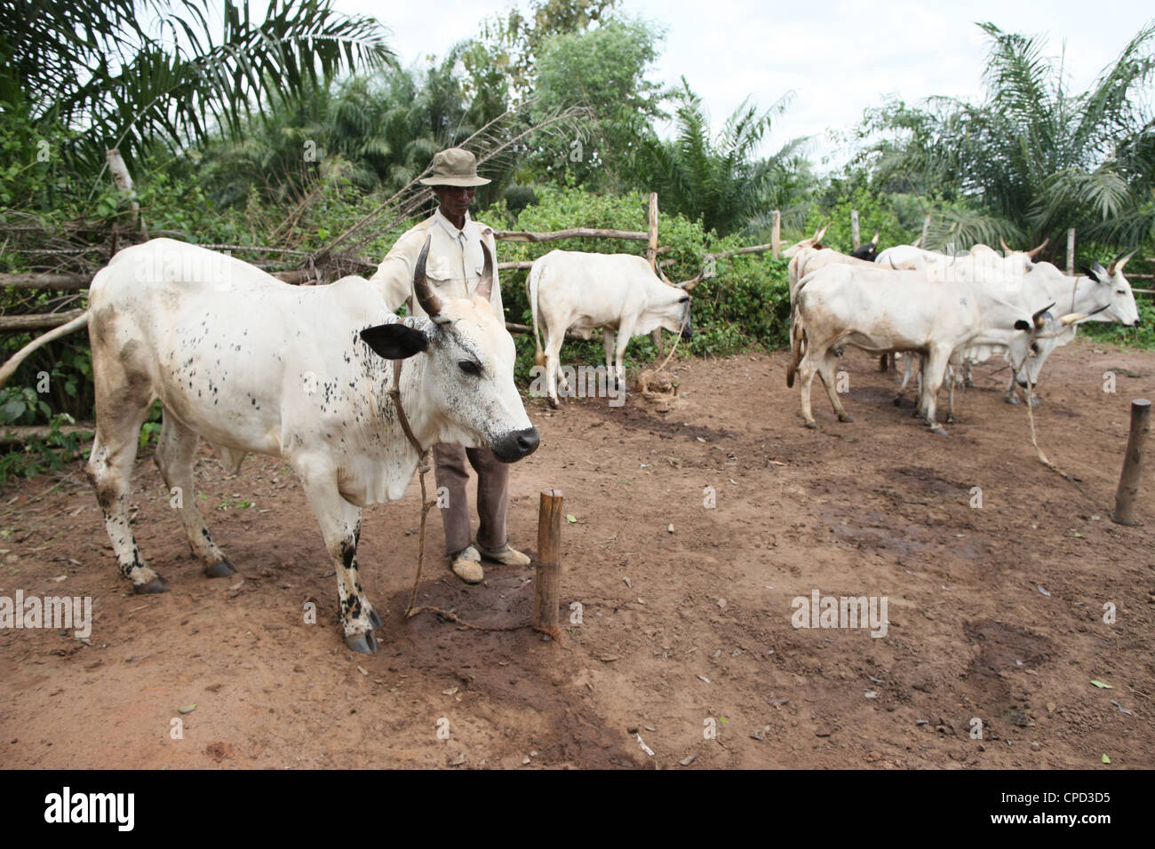 Ranch di bestiame, Tori, Benin, Africa occidentale, Africa Foto Stock