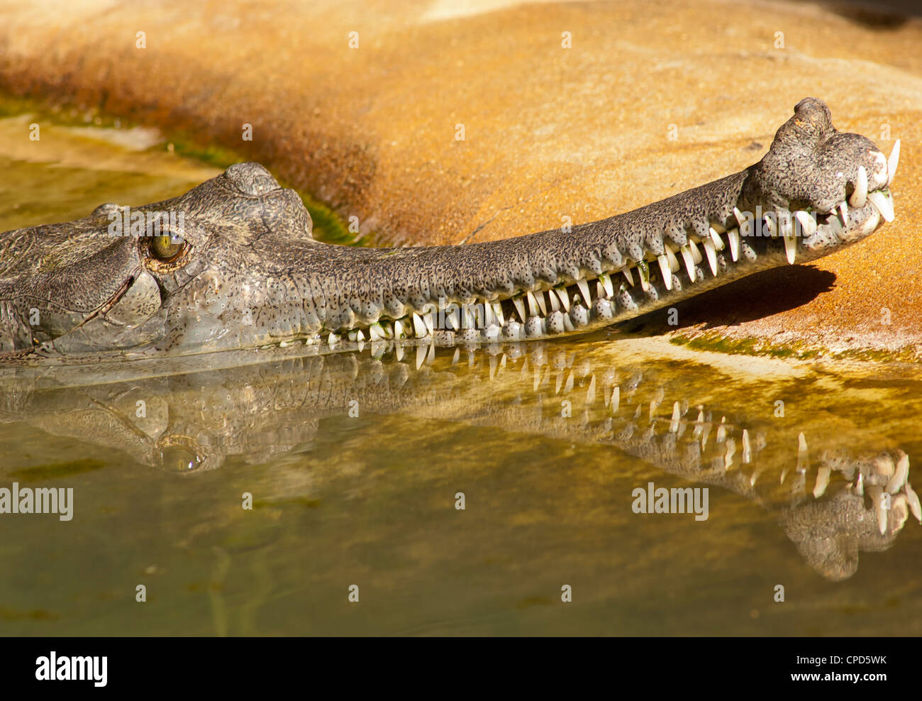 I gharial (Gavialis gangeticus) è un coccodrilli della famiglia Gavialidae che è nativo per il subcontinente indiano. Foto Stock