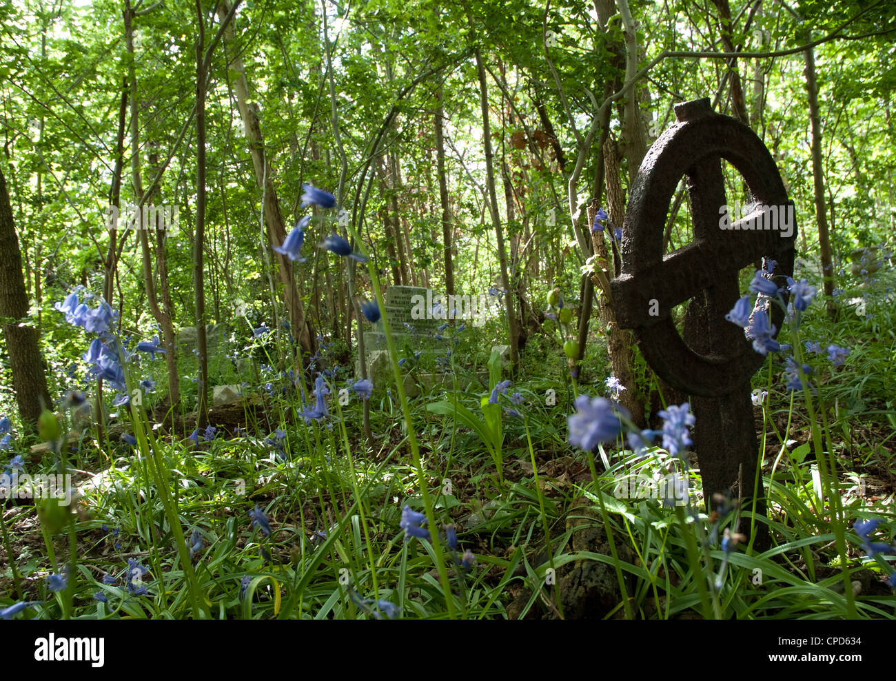 Una testa pietra circondato da bluebells Foto Stock