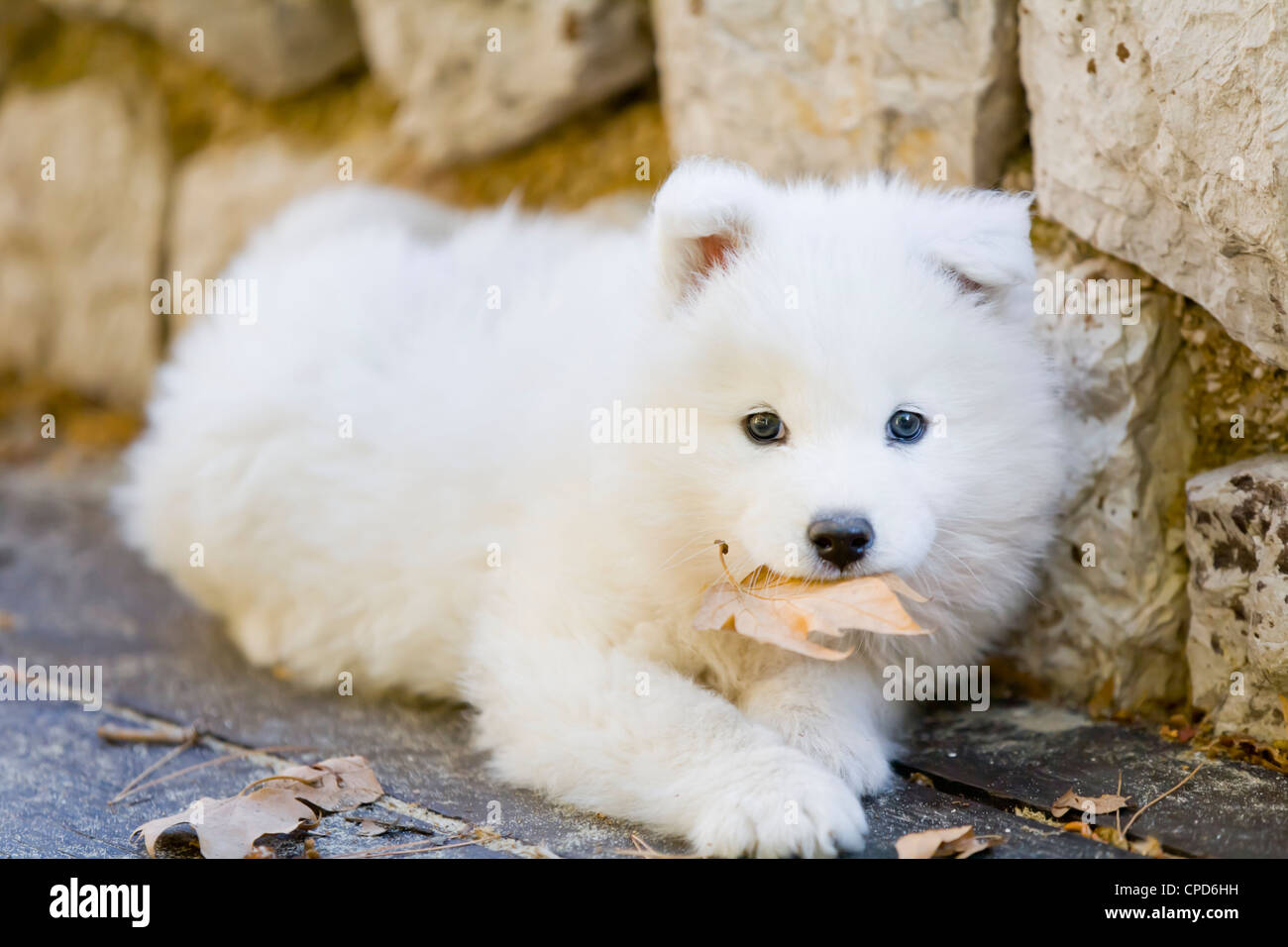 Samoiedo cane con una foglia in una bocca Foto Stock