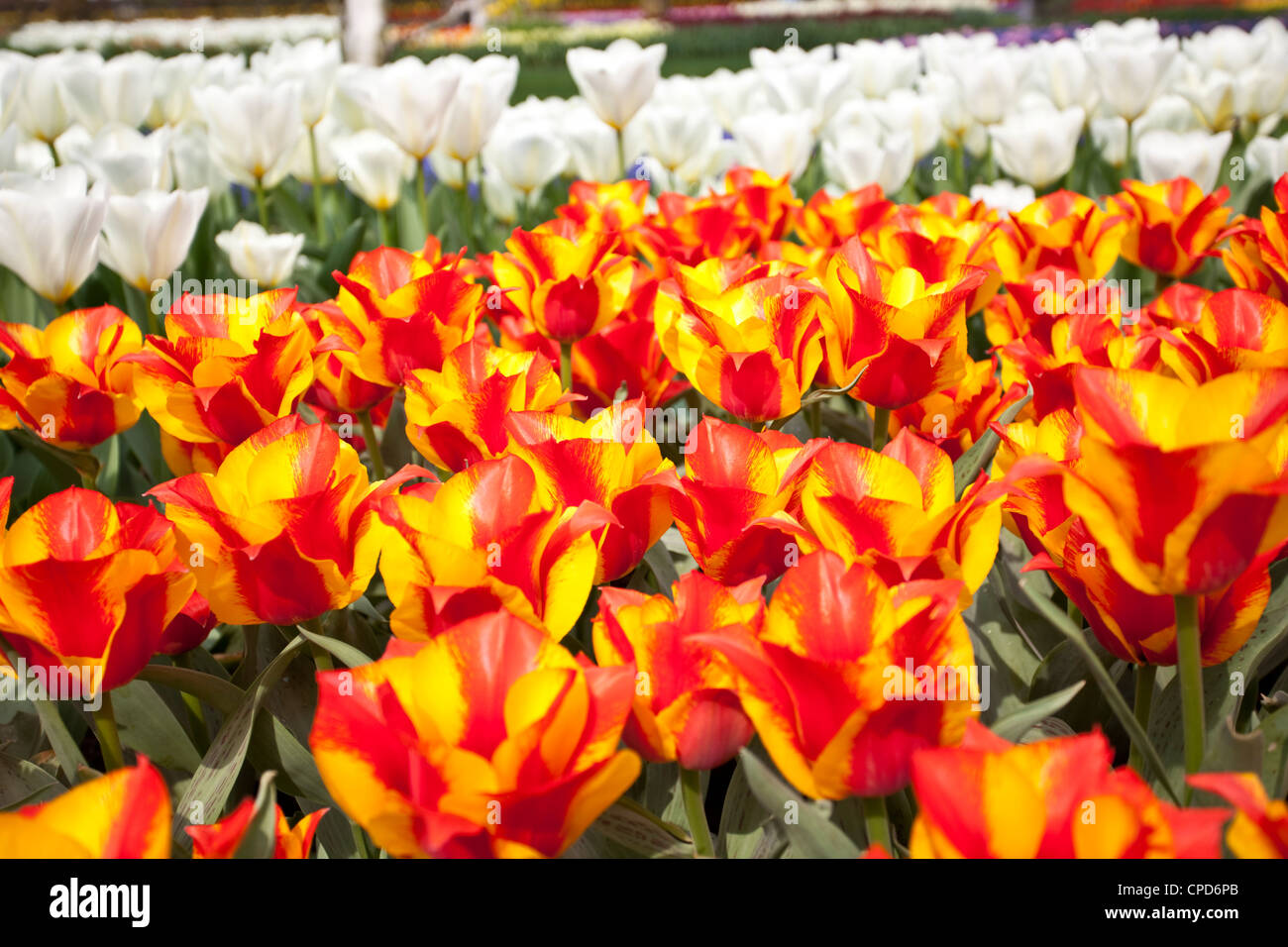 Tulipani misti, Giardini Keukenhof, Elisse, Paesi Bassi Foto Stock