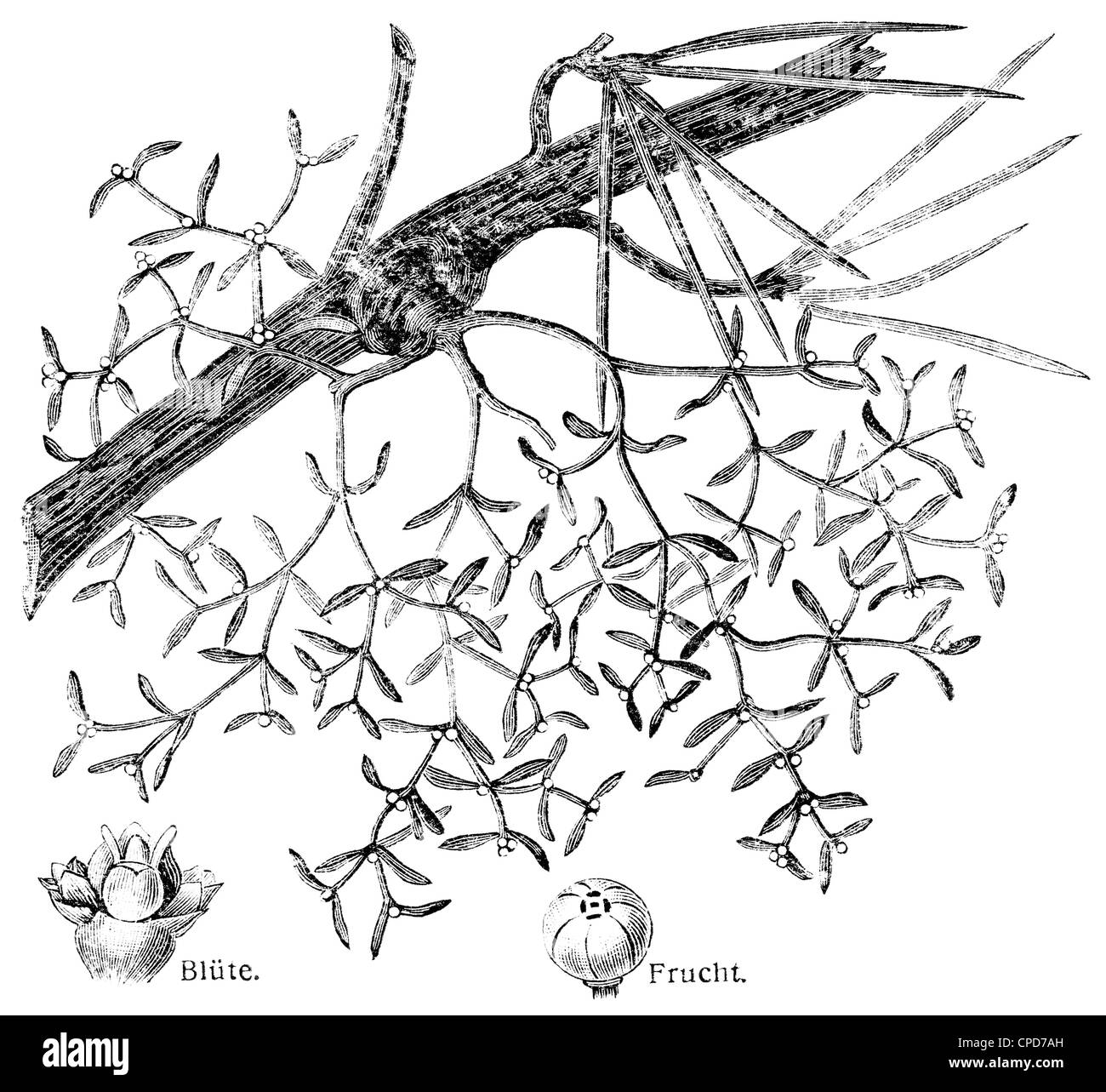 Viscum album. Pubblicazione del libro "eyers Konversations-Lexikon", volume 7, Lipsia, Germania, 1910 Foto Stock