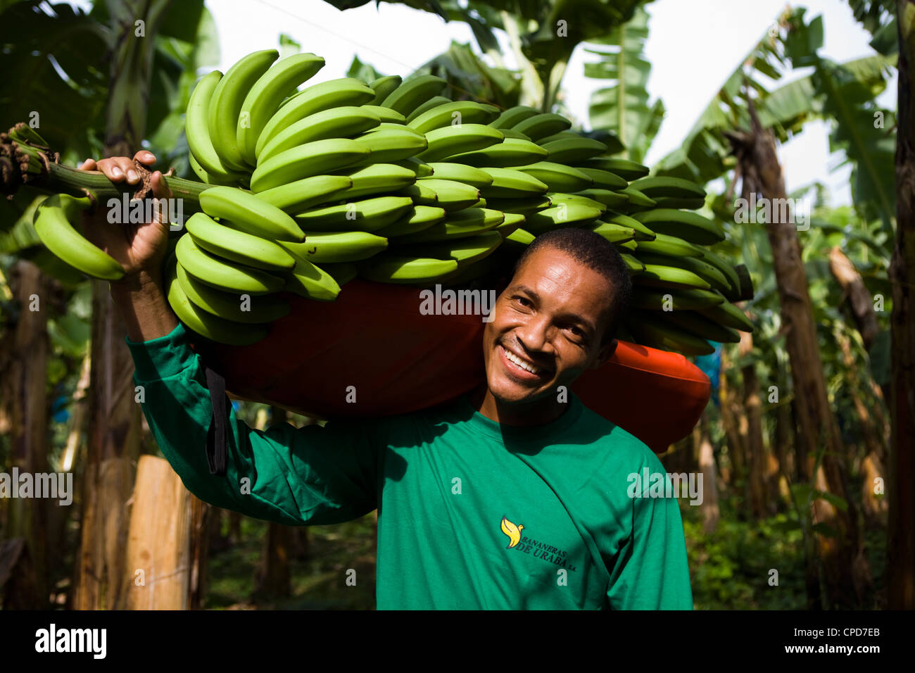 Fairtrade banana agricoltore in possesso di una filiale di grandi dimensioni di banane Foto Stock
