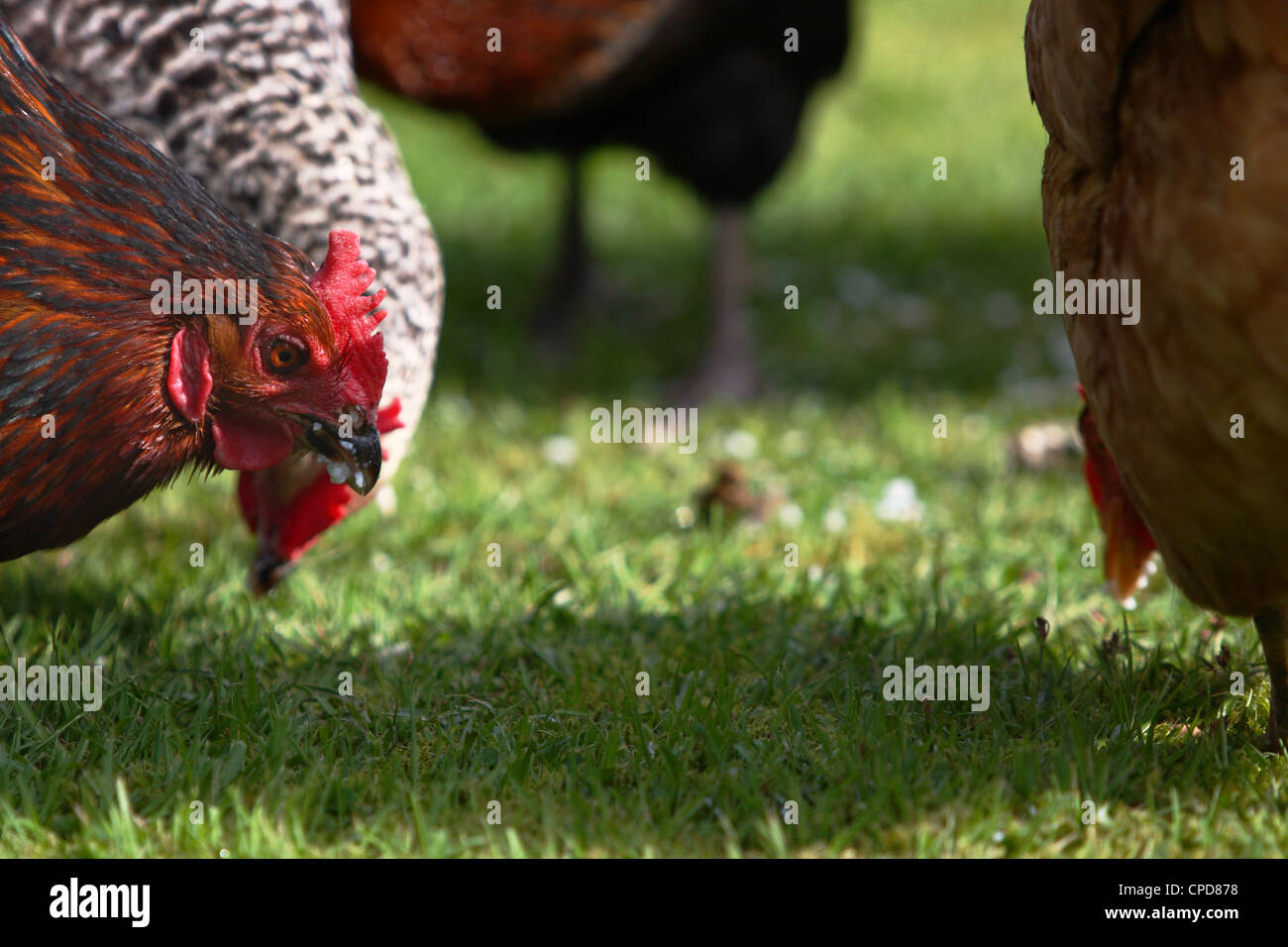 Parti di galline ibrido sull'erba Foto Stock