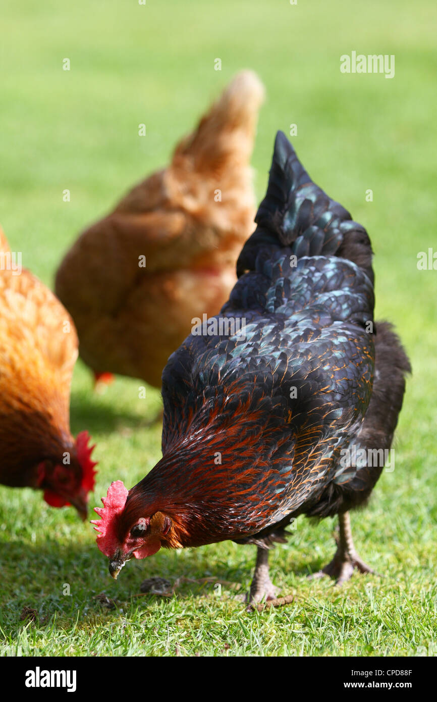 Tre galline alla ricerca di cibo in erba Foto Stock