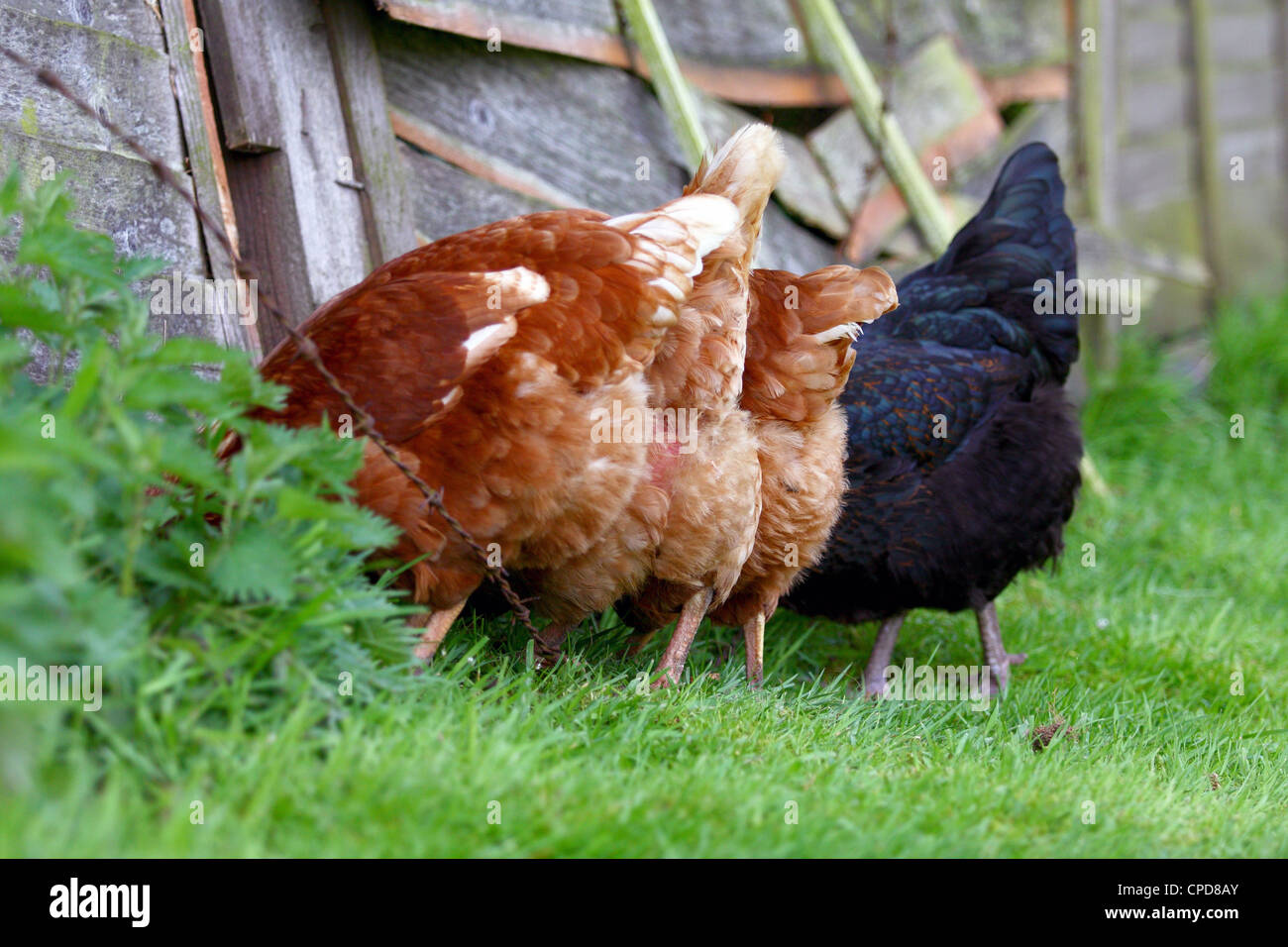 La parte posteriore di quattro galline ibrido bloccata nell'aria Foto Stock