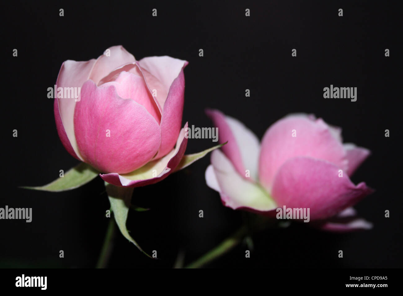Due le rose rosa su sfondo nero Foto Stock