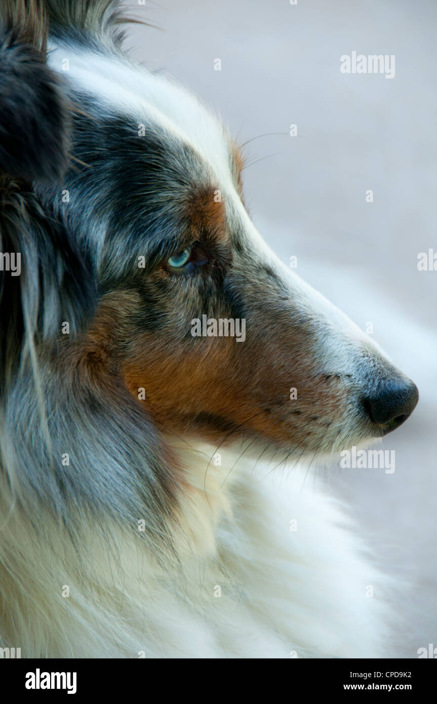 Profilo di Sheltie cane. Foto Stock