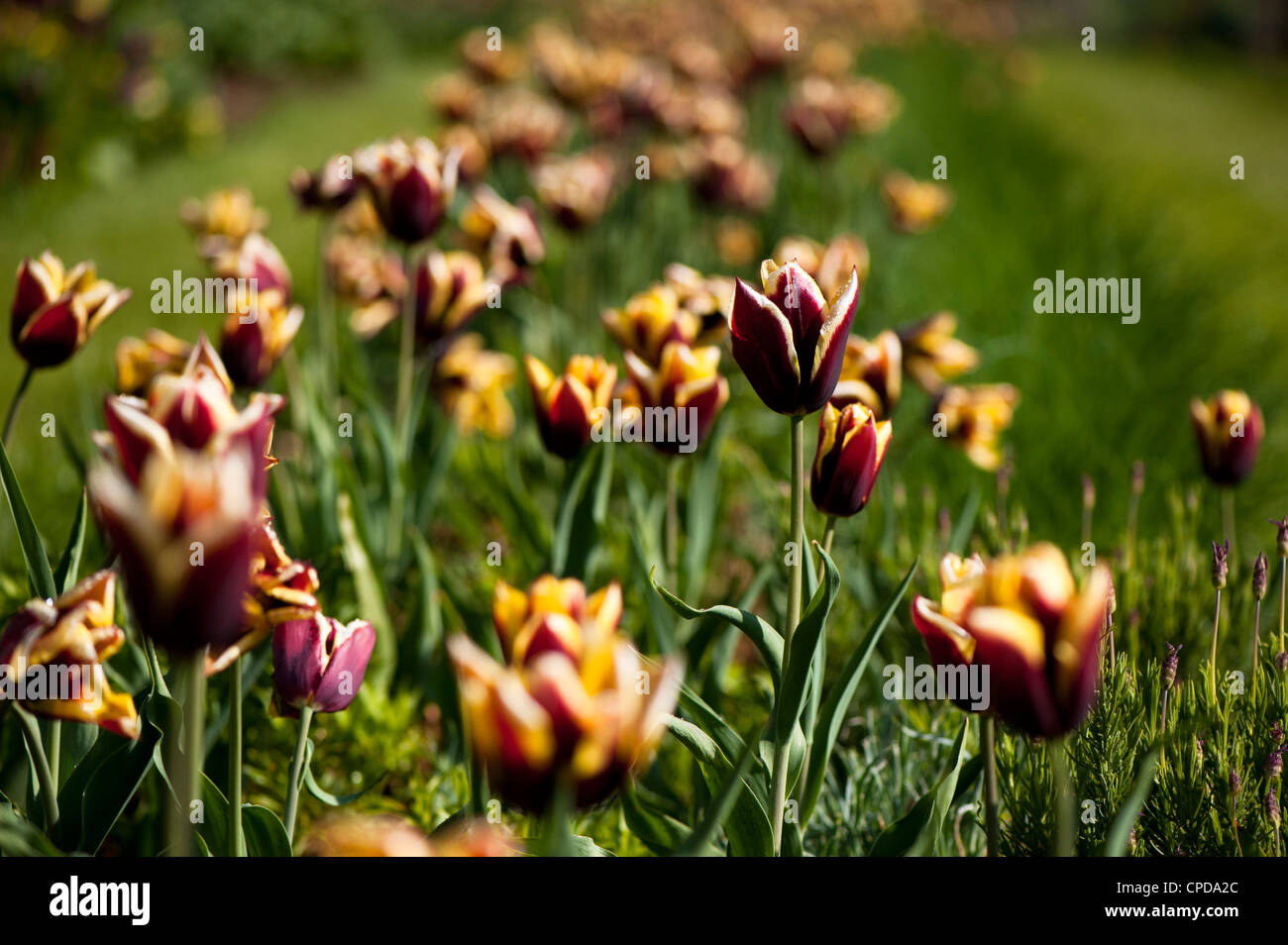 Tulipa 'Gavota', Triumph tulipani Foto Stock