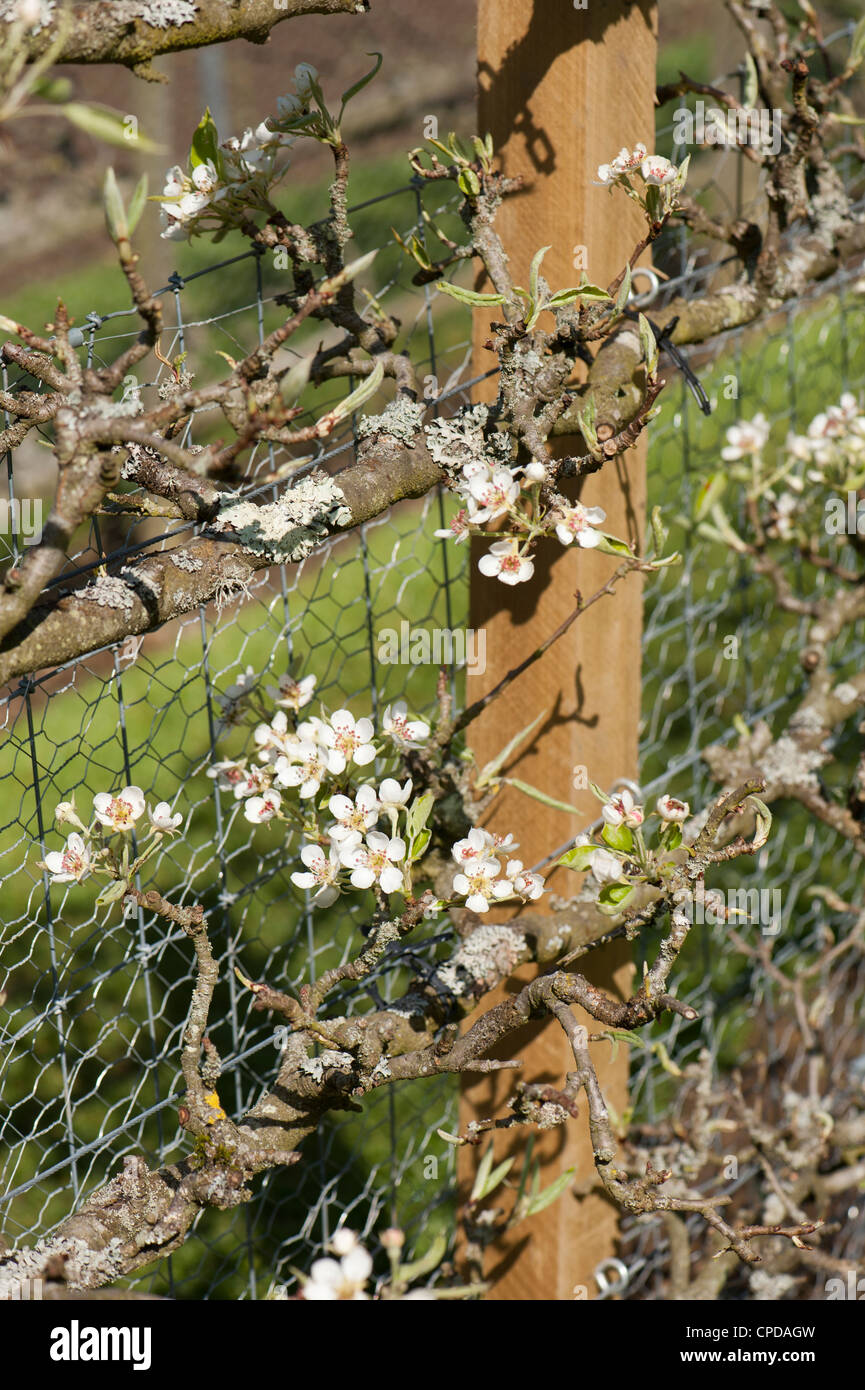 Espaliered pear tree in fiore, Pyrus communis "Operaio di Worcester' Foto Stock