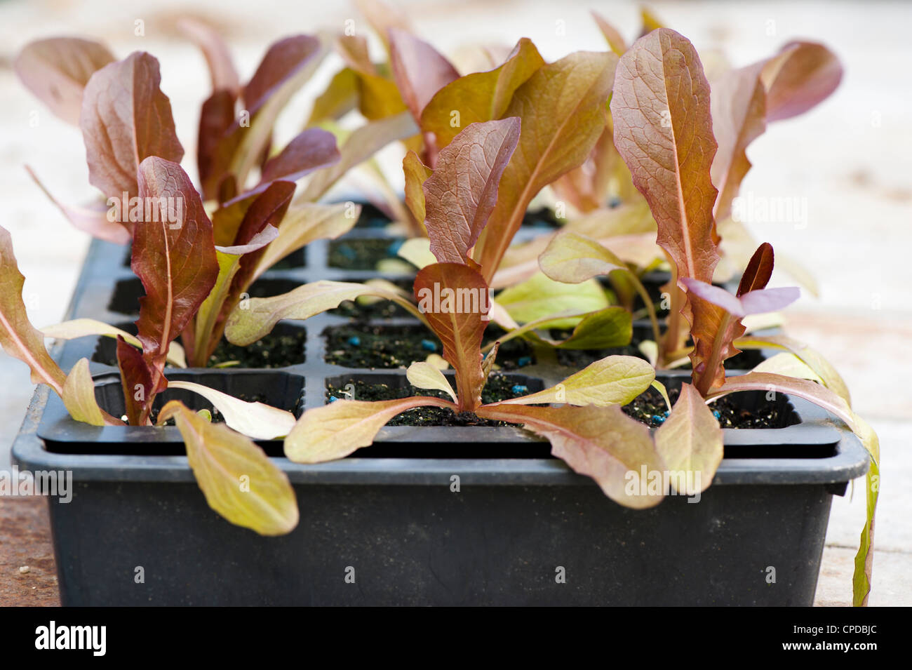 Lactuca sativa " Brune d'Hiver', cimelio di piantine di lattuga Foto Stock