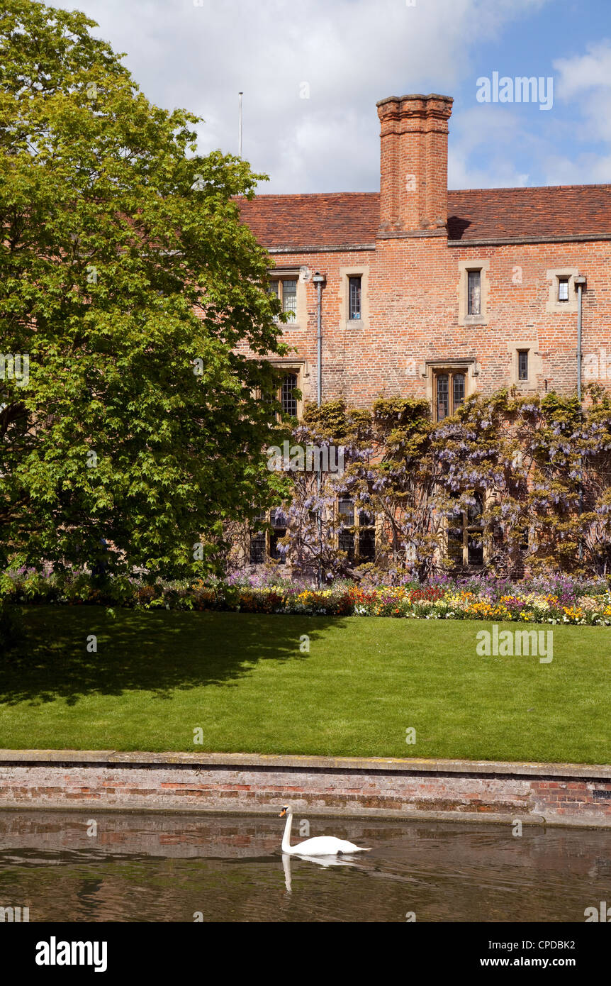 Un cigno sul fiume Cam dal Magdalene College in primavera, Cambridge Regno Unito Foto Stock