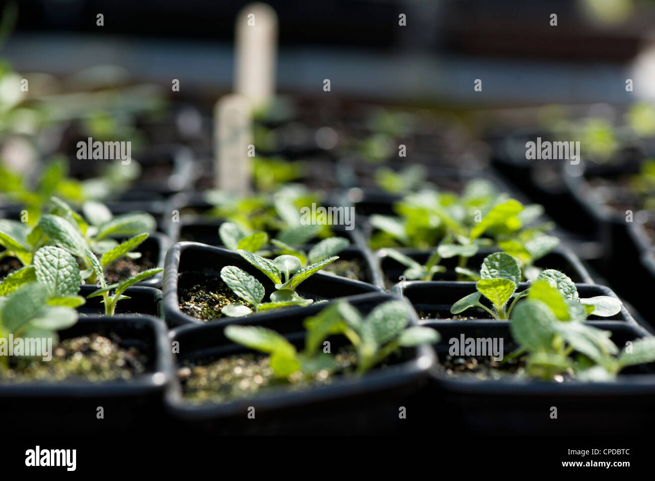 La Salvia viridis, Clary, verniciato o salvia Horminum piantine Foto Stock