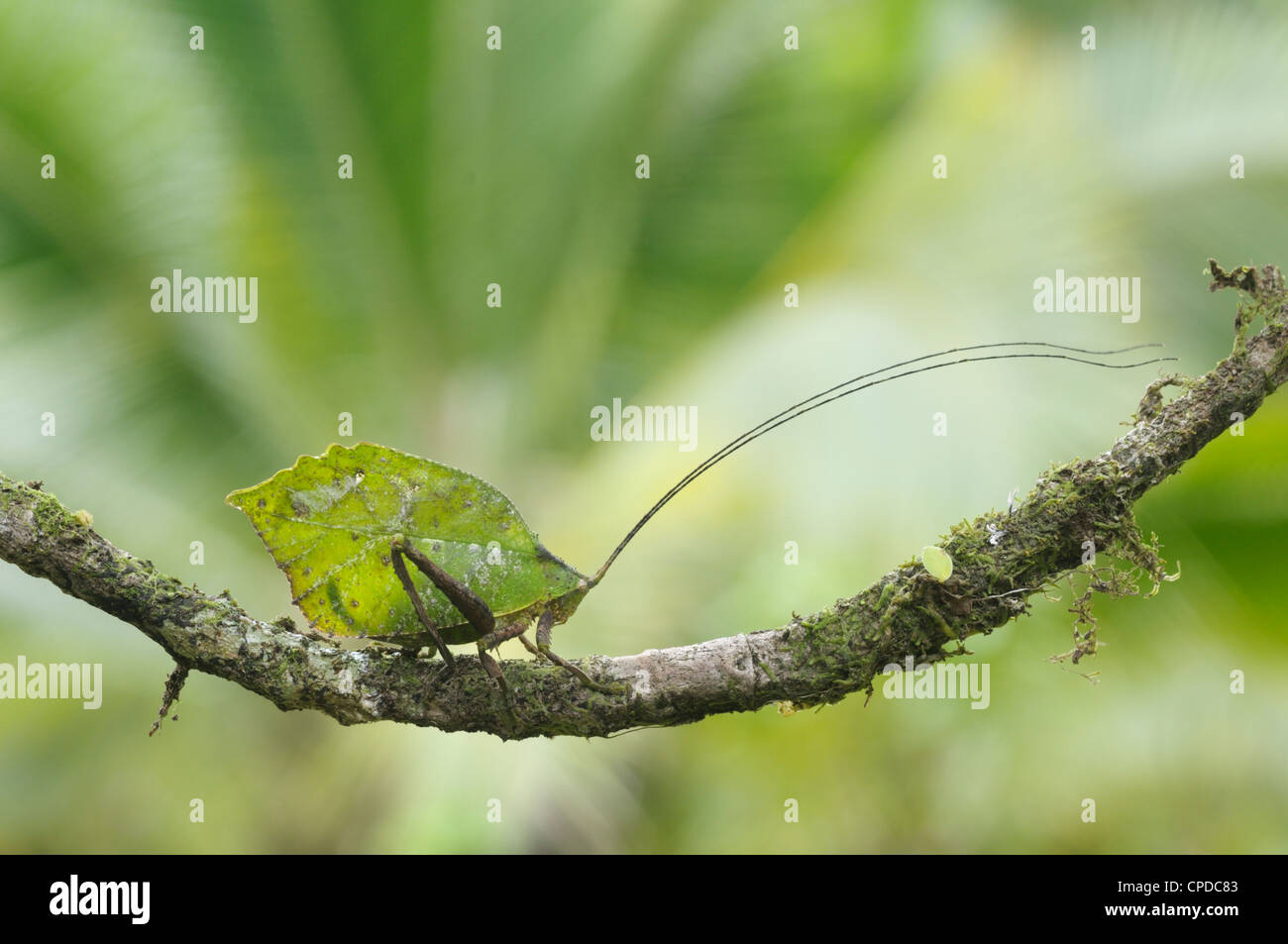 Foglia-imitare katydid, Parco Nazionale di Tortuguero, Costa Rica Foto Stock