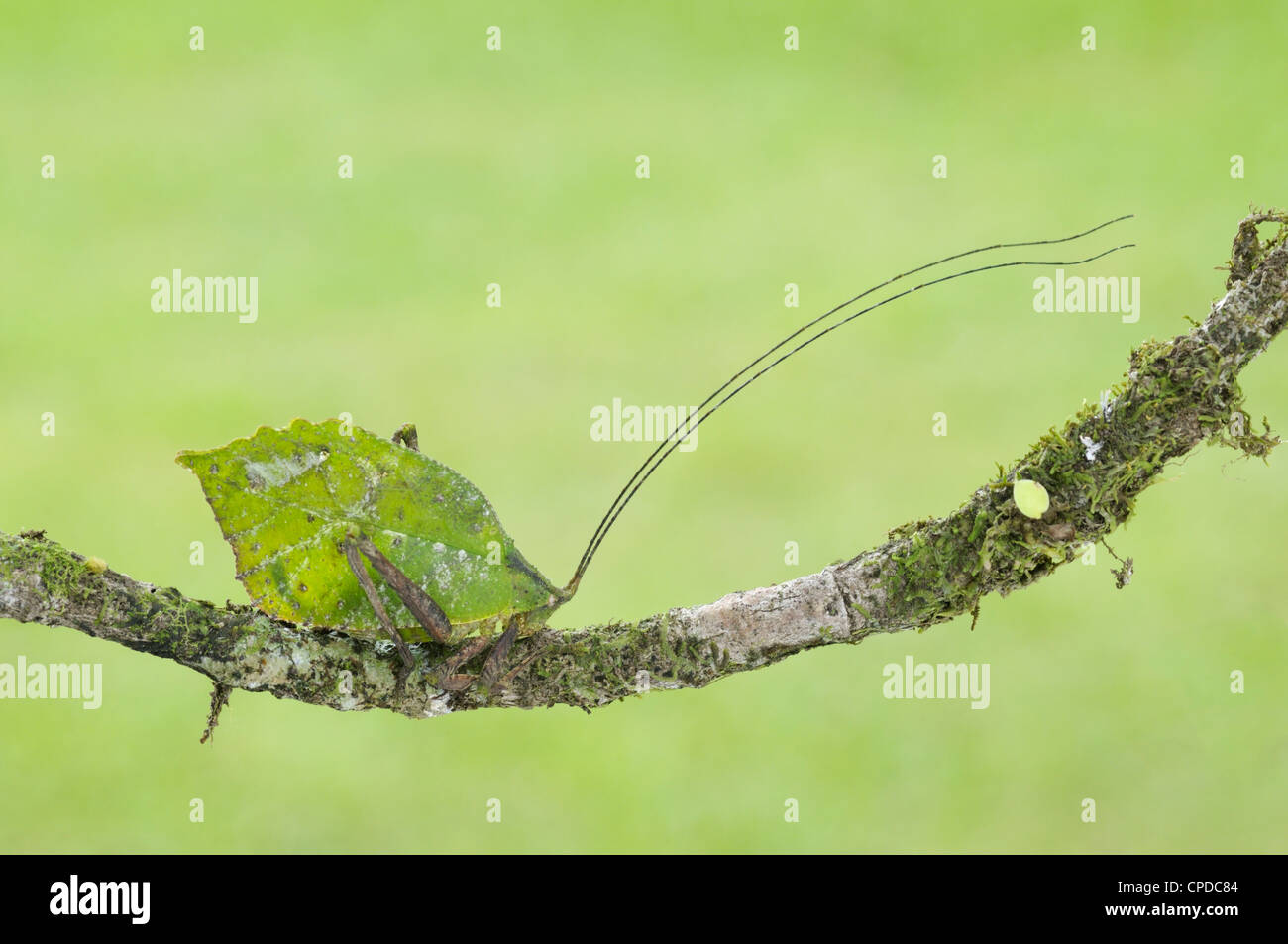 Foglia-imitare katydid, Parco Nazionale di Tortuguero, CR Foto Stock