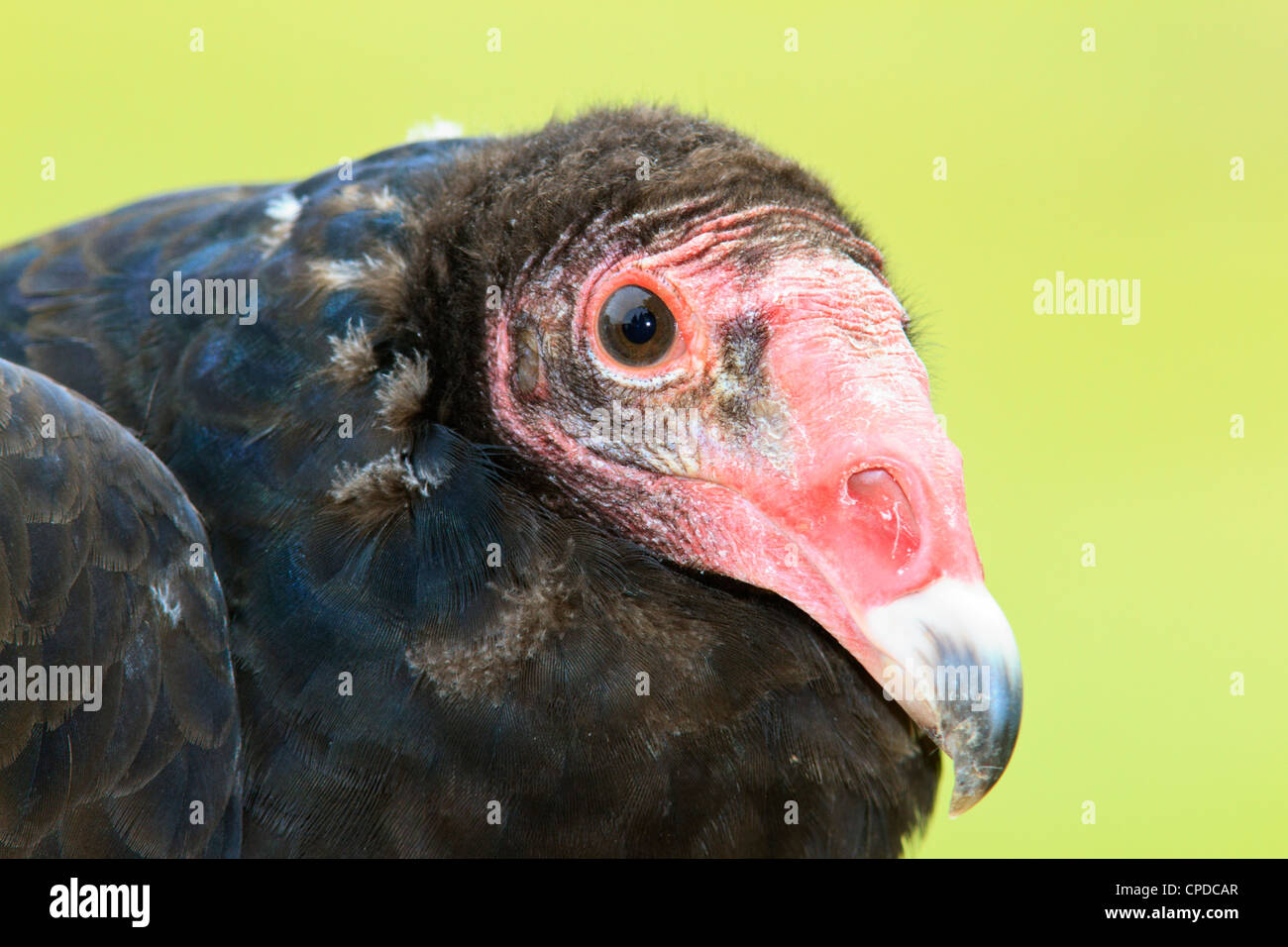 La Turchia Vulture (Cathartes aura), noto anche come una poiana, Foto Stock