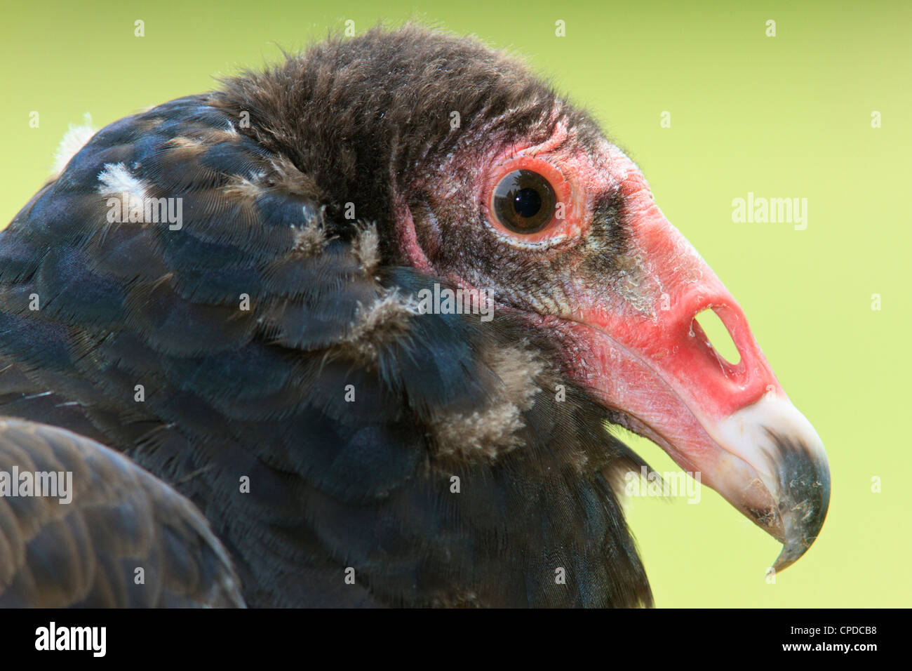 La Turchia Vulture (Cathartes aura), noto anche come una poiana, Foto Stock