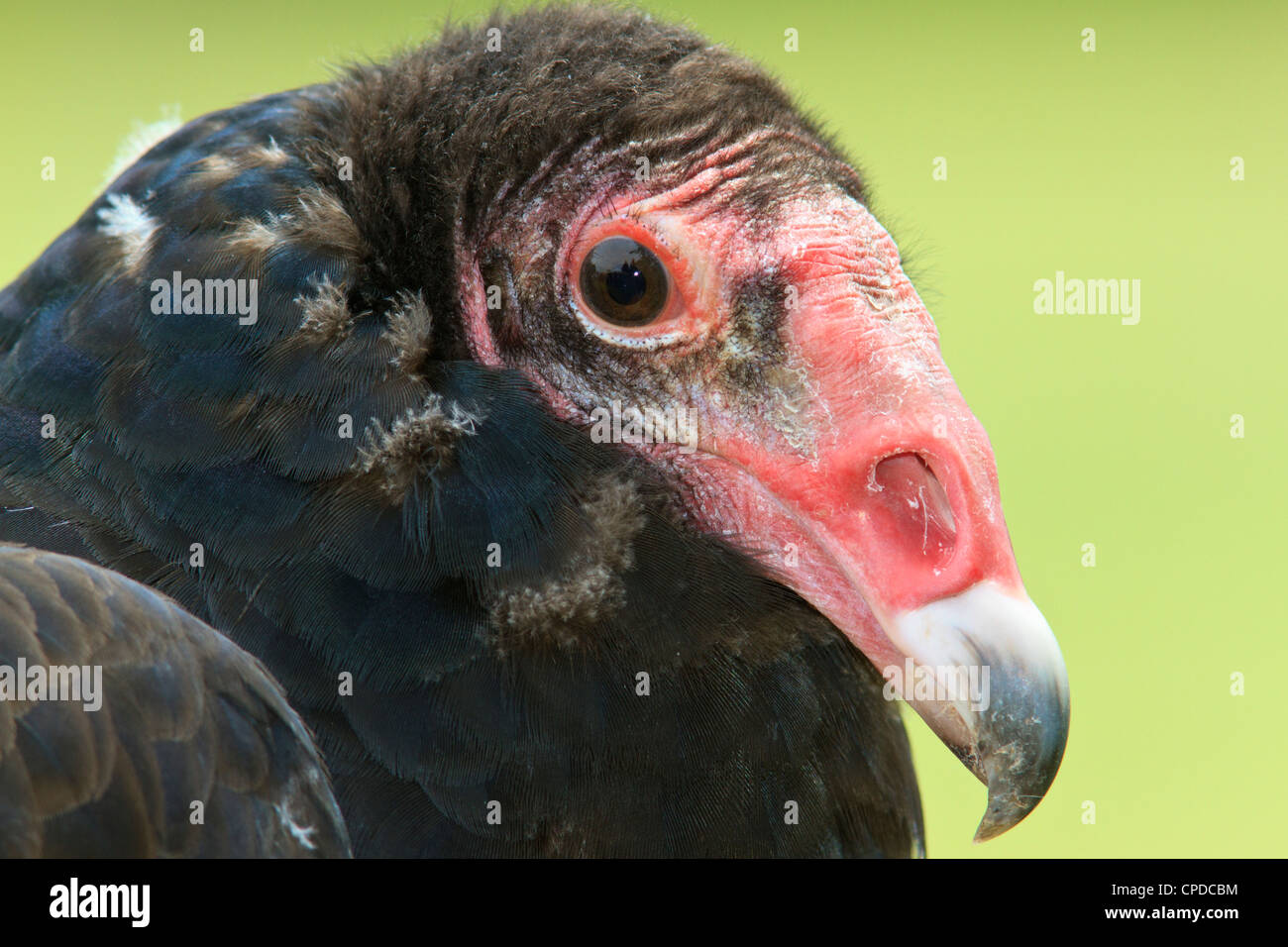 La Turchia Vulture (Cathartes aura), noto anche come una poiana, Foto Stock