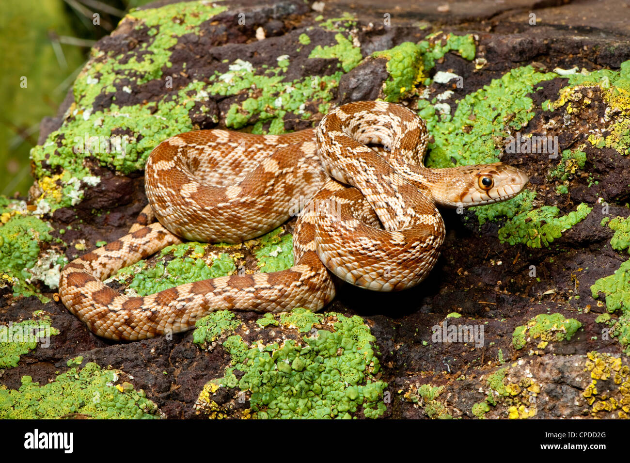 Gopher Snake Pituophis catenifer Tucson, Arizona, Stati Uniti 15 Maggio i capretti Colubridae Foto Stock