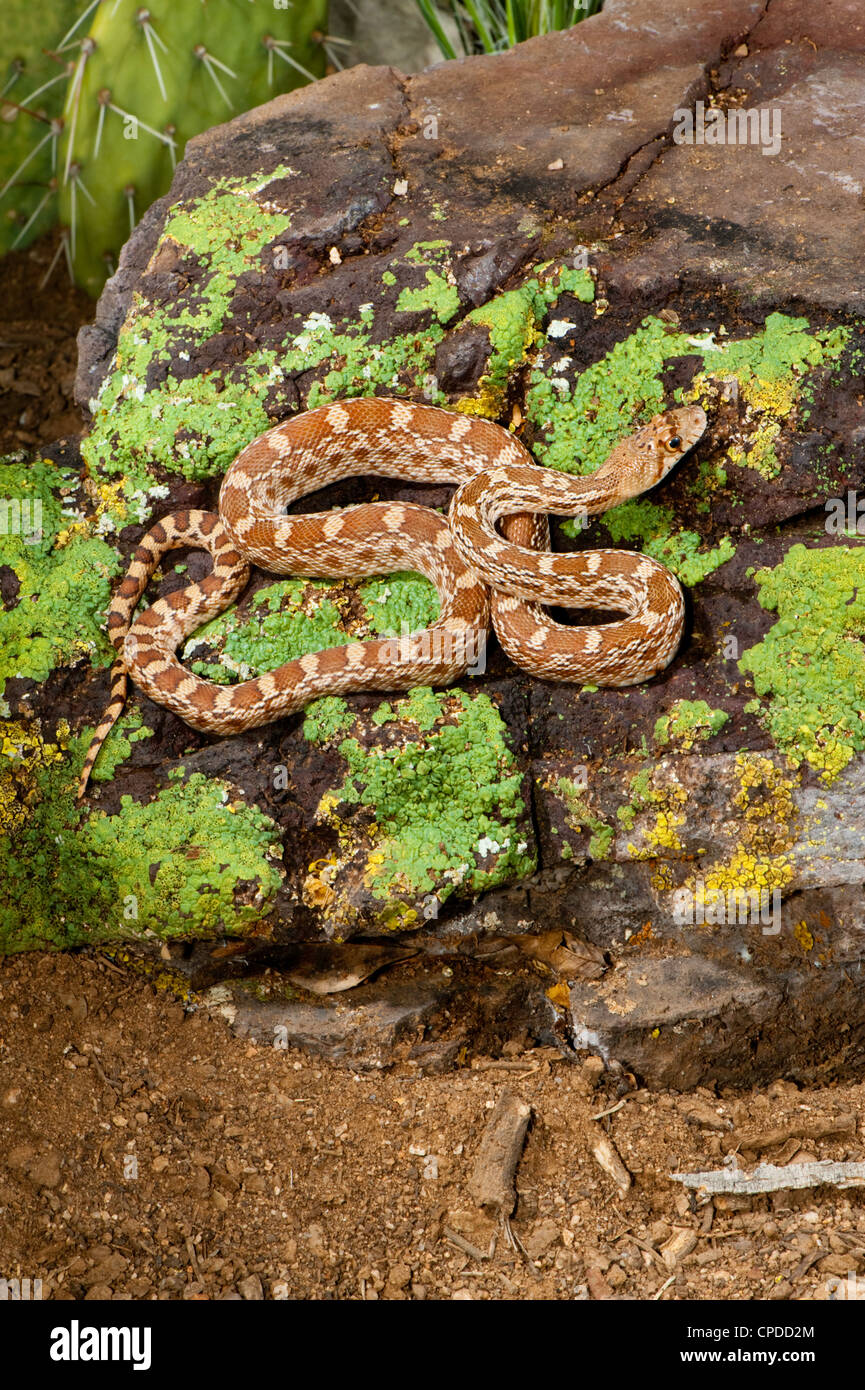 Gopher Snake Pituophis catenifer Tucson, Arizona, Stati Uniti 15 Maggio i capretti Colubridae Foto Stock